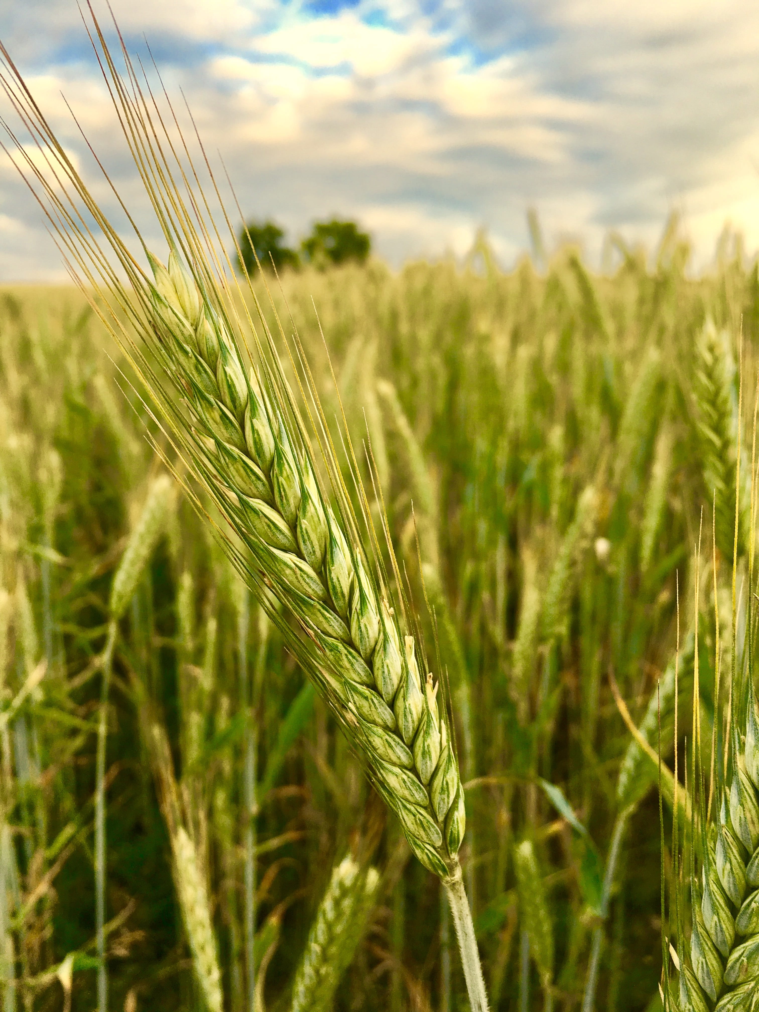 summer, plantation, spike, no people, Winter Barley, cereal plant, farm, 4K, Cereals, ear of wheat, green, grain, green color, focus on foreground, cornfield, Phone HD Wallpaper