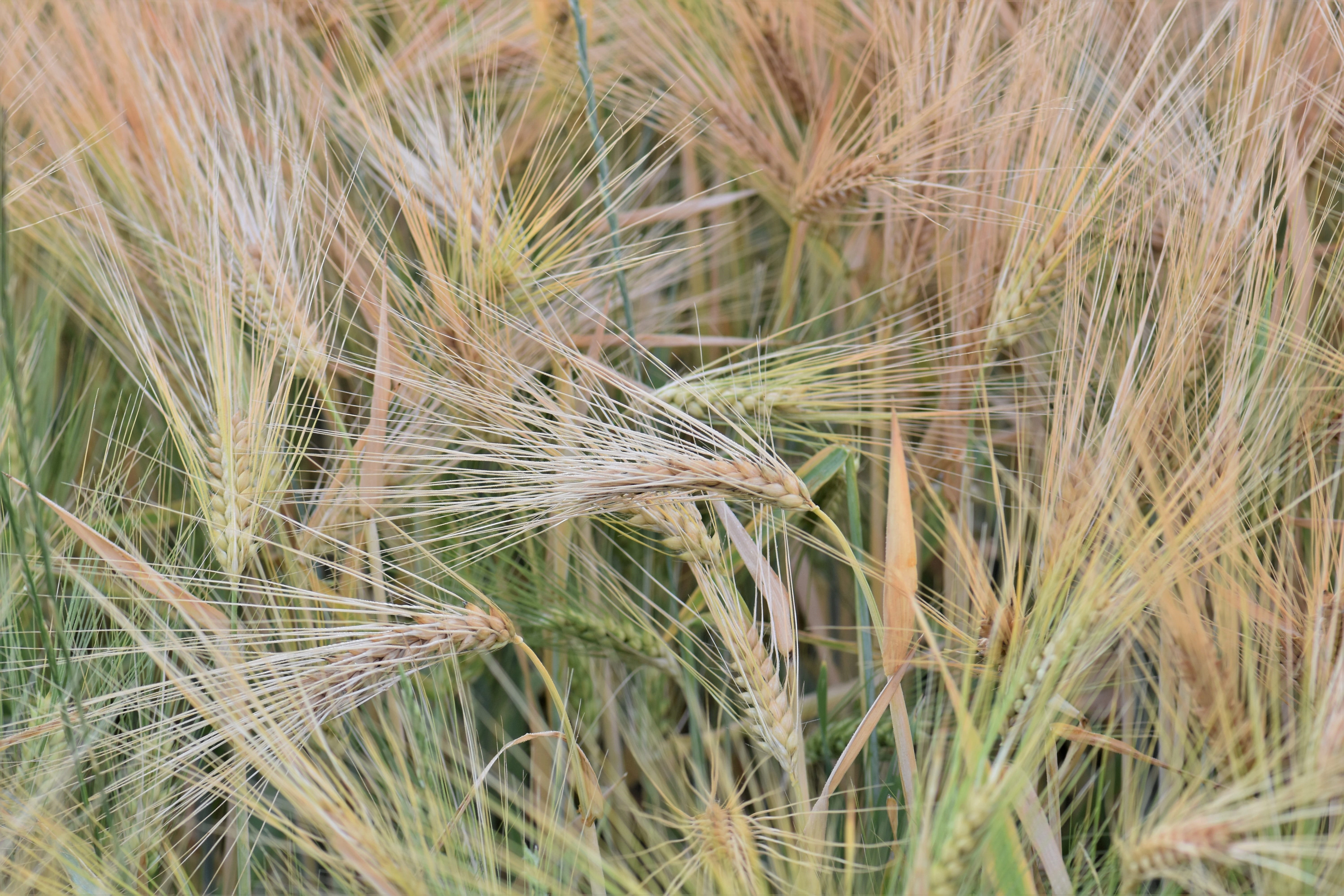 halme, Cereals, outdoors, farm, grain, wheat, Field, nature, Winter Wheat, beauty in nature, plant, no people, growth, agriculture, cornfield, day, 5K, HD Wallpaper