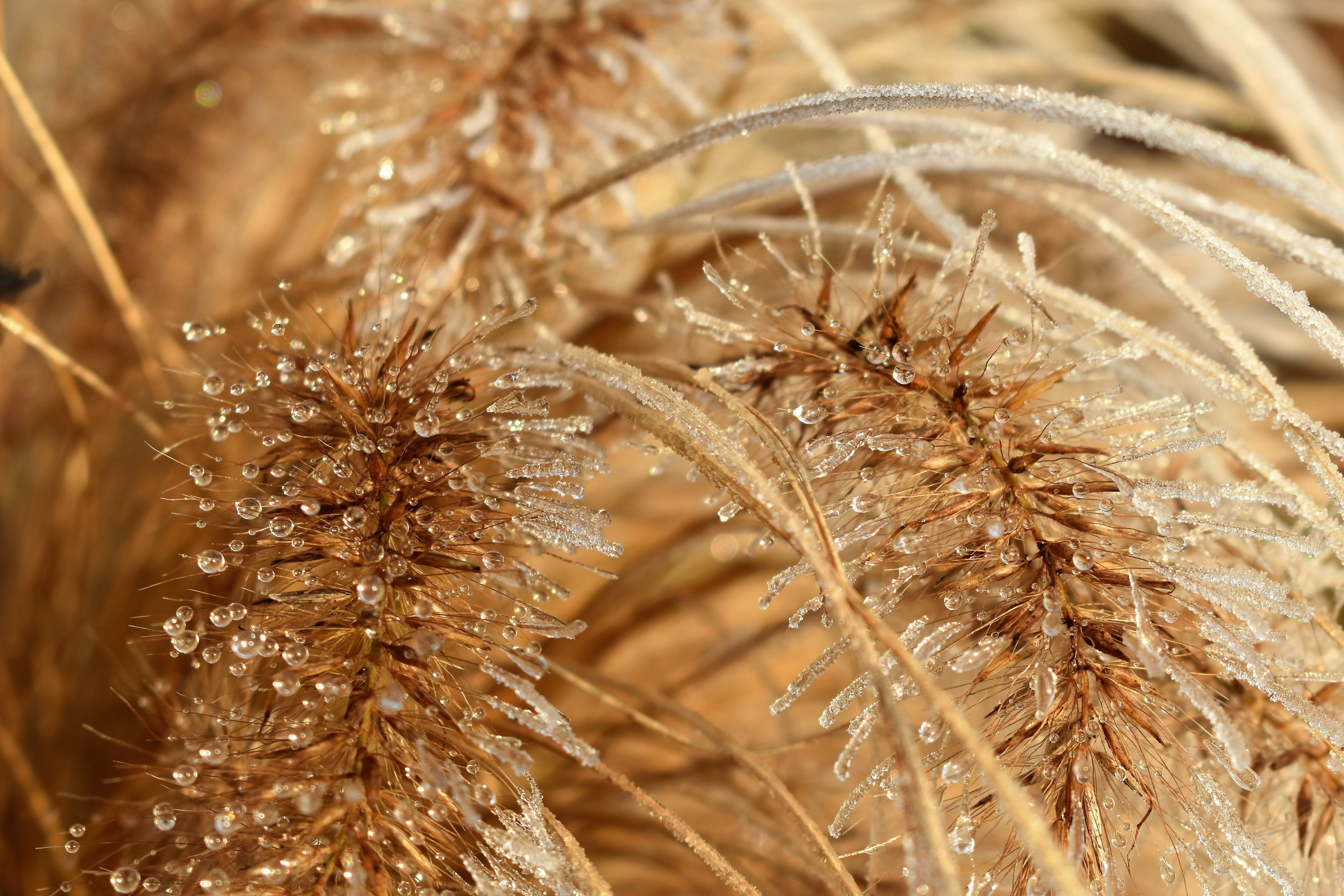 backgrounds, outdoors, frosty, fragility, crop, frost, full frame, close-up, selective focus, 4K, leaves, no people, eiskristalle, growth, nature, vulnerability, HD Wallpaper