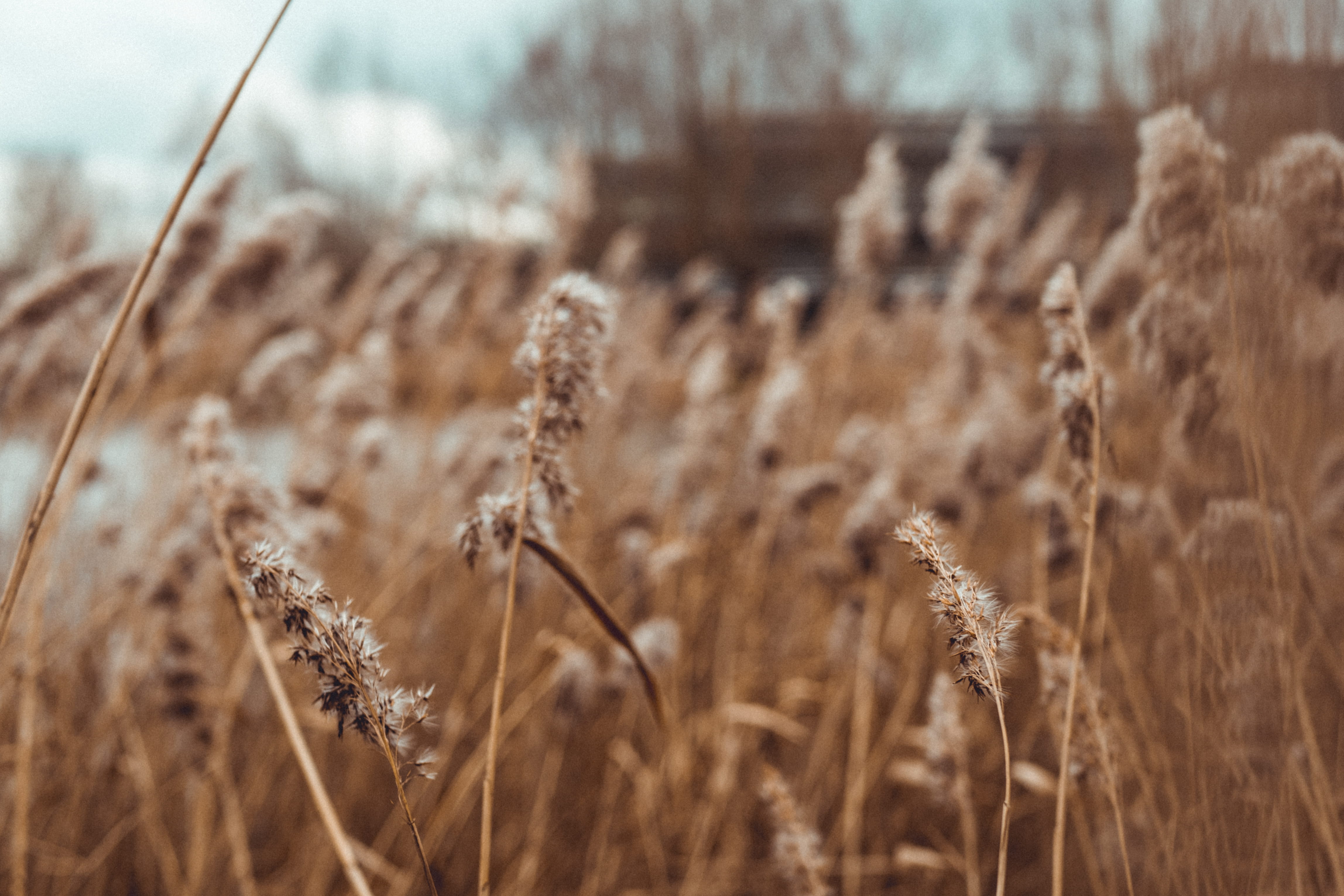 day, reading, outdoors, field, golden, bokeh, cereal plant, nature, selective focus, close-up, wheat, water, farm, landscape, green park business park, HD Wallpaper