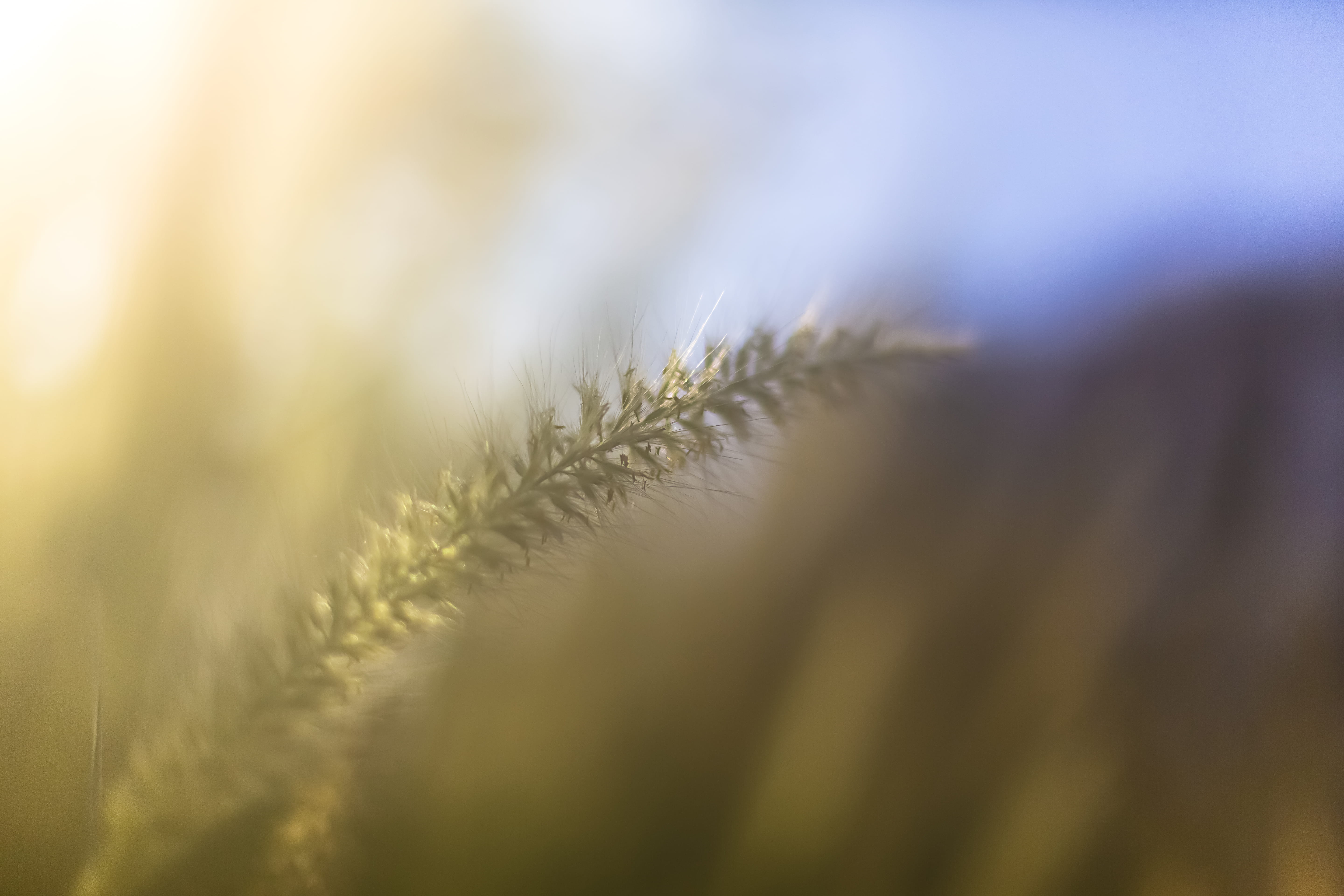 wheat, outdoors, nature, day, macro, blur, no people, green color, winter, beauty in nature, fragility, fog, freshness, copy space, extreme close-up, growth, HD Wallpaper