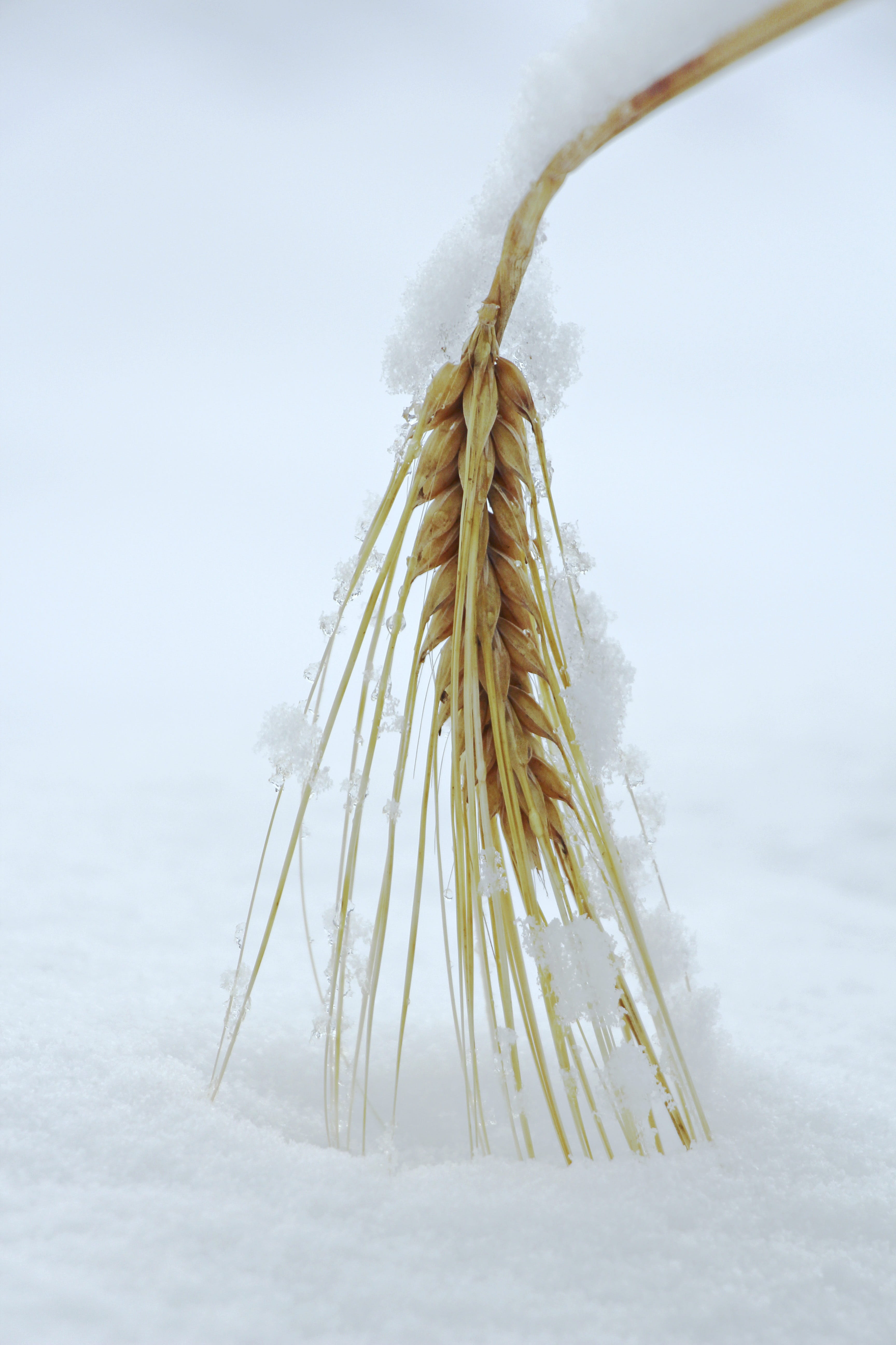 nature, non-urban scene, day, grain, cereals, no people, snow, harvest, winter, rye, outdoors, plant, 5K, land, white color, beauty in nature, sky, focus on foreground, Phone HD Wallpaper