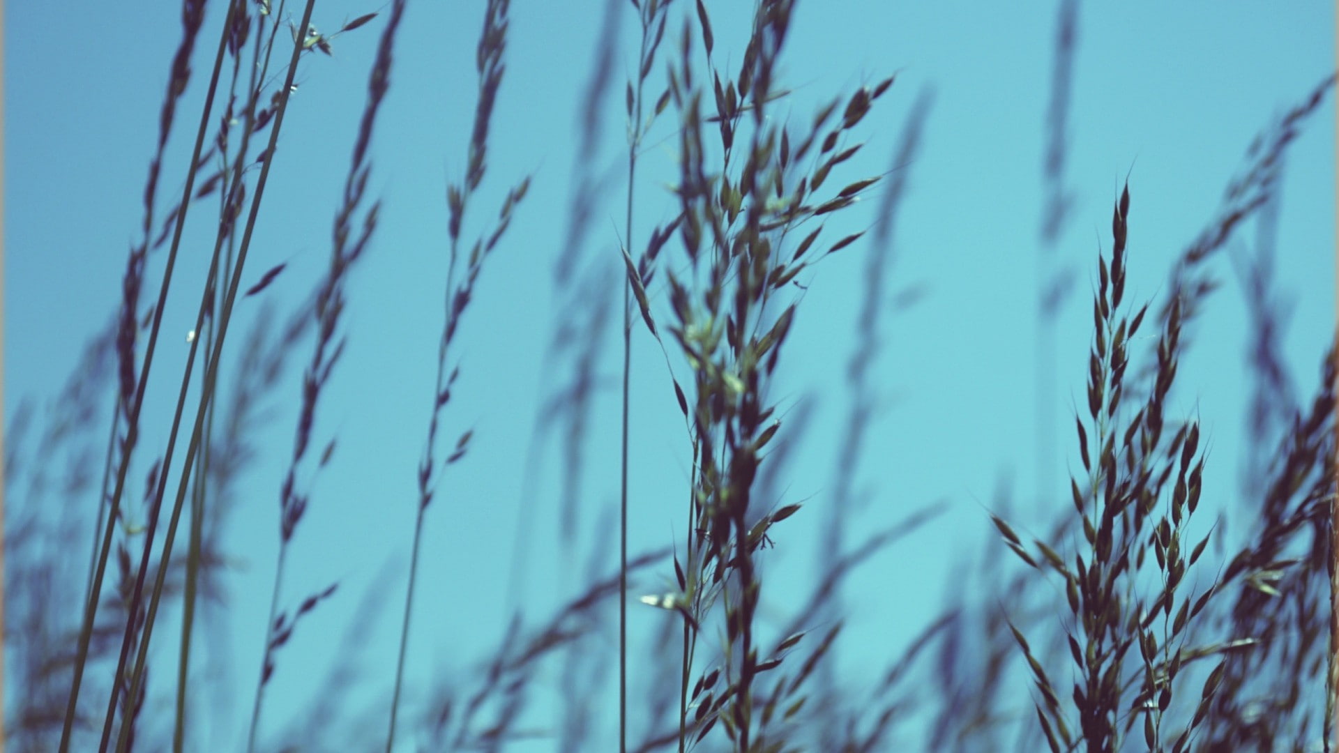 tranquility, selective focus, winter, growth, beauty in nature, outdoors, crop, plant, wheat, agriculture, low angle view, land, nature, focus on foreground, HD Wallpaper