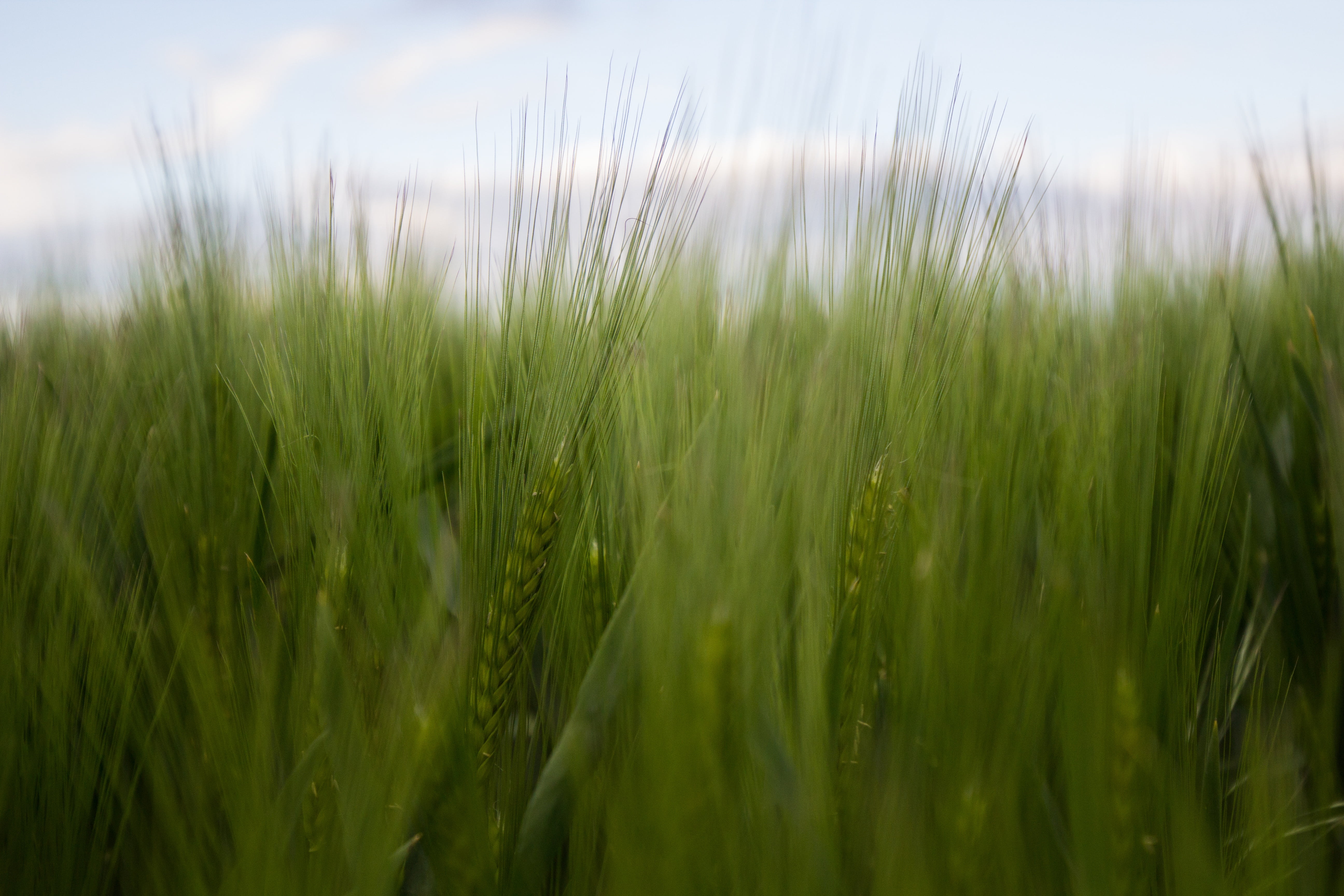 environment, sky, farm, nature, agriculture, cereals, grass, cereal Plant, barley, mature, harvested, summer, close-up, blossom, stubble, plant, grain fields, HD Wallpaper