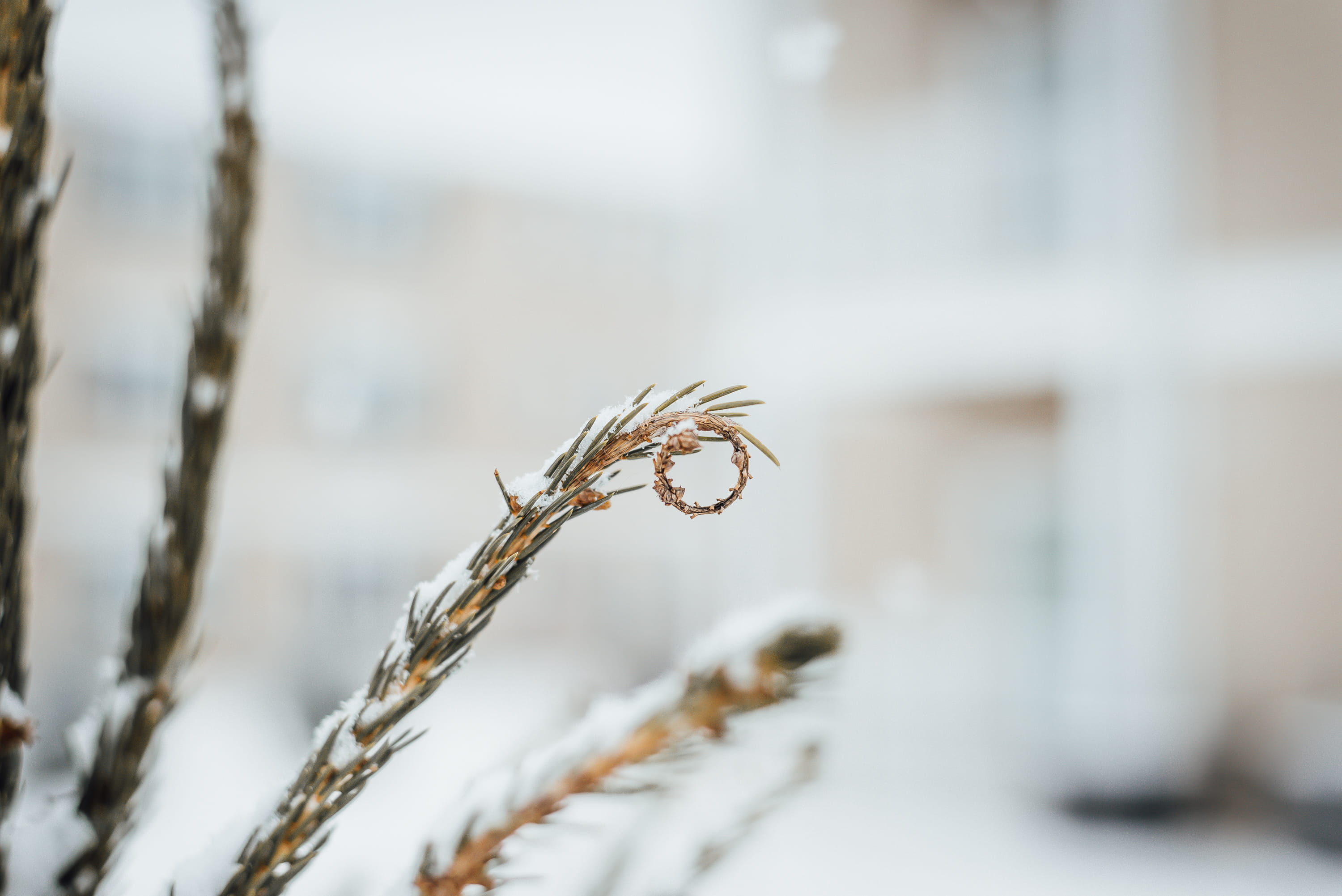 selective focus, winter, focus, tranquility, invertebrate, spruce, yellow, animal, close-up, spiral, no people, selective, pine, grass, snow, wheat, plant, HD Wallpaper