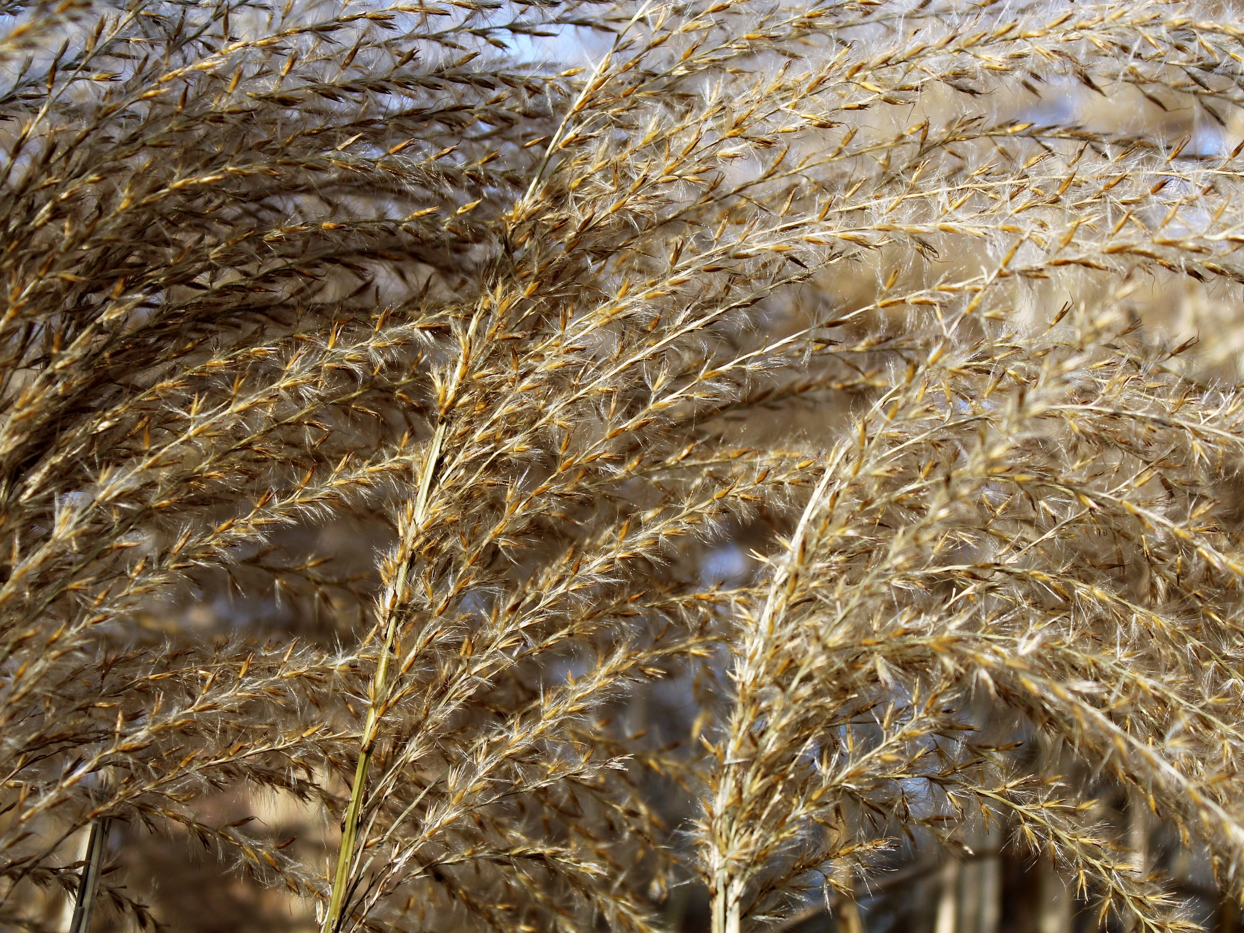 wheat, full frame, crop, Landscape, background, no people, rural scene, Winter, field, farm, close-up, pattern, agriculture, food, food and drink, outdoors, HD Wallpaper