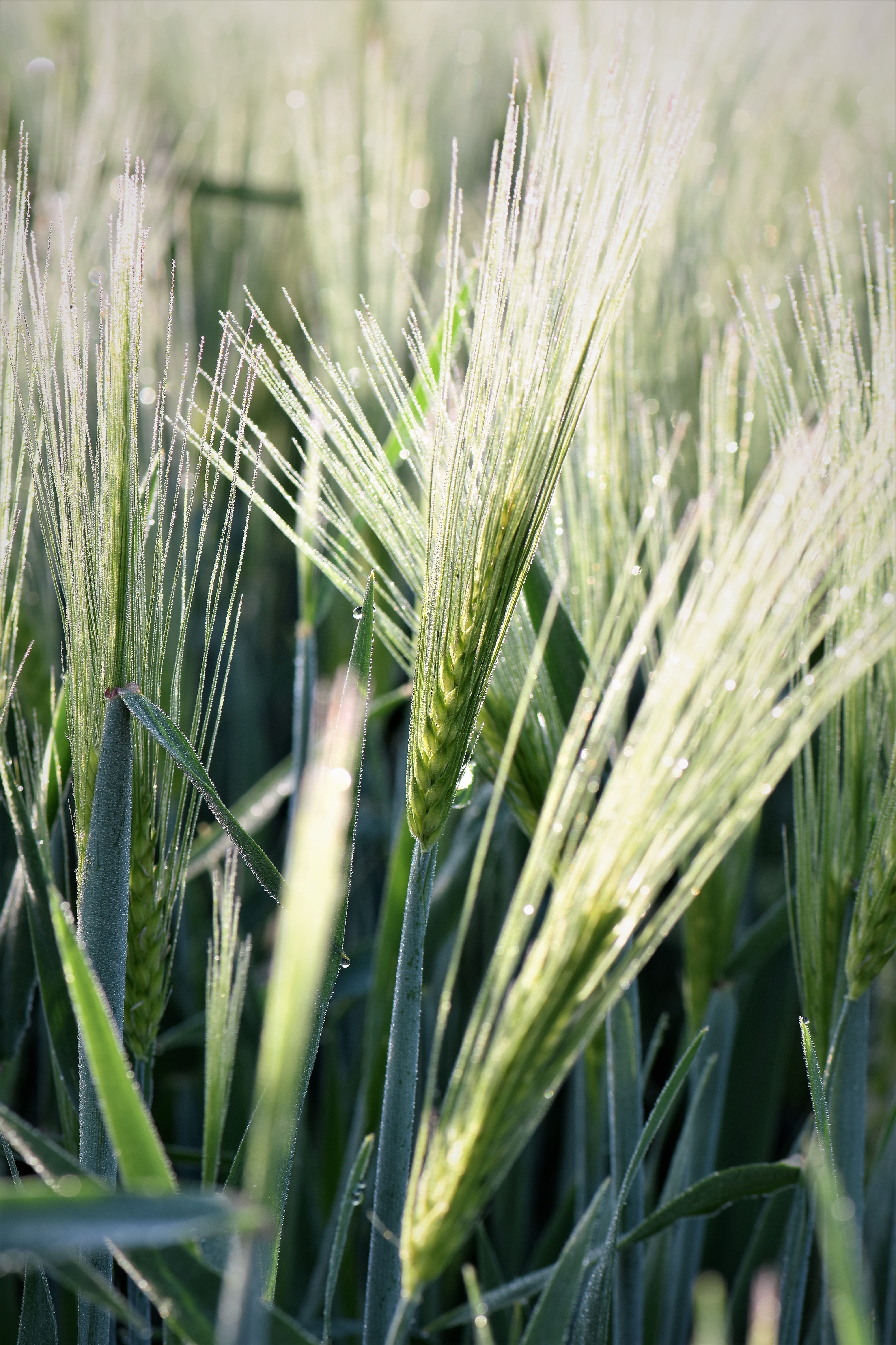 close, wheat, farm, Grass, day, Wheat, green, field, growth, land, agriculture, grass, plant, landscape, focus on foreground, cereal plant, green color, Phone HD Wallpaper