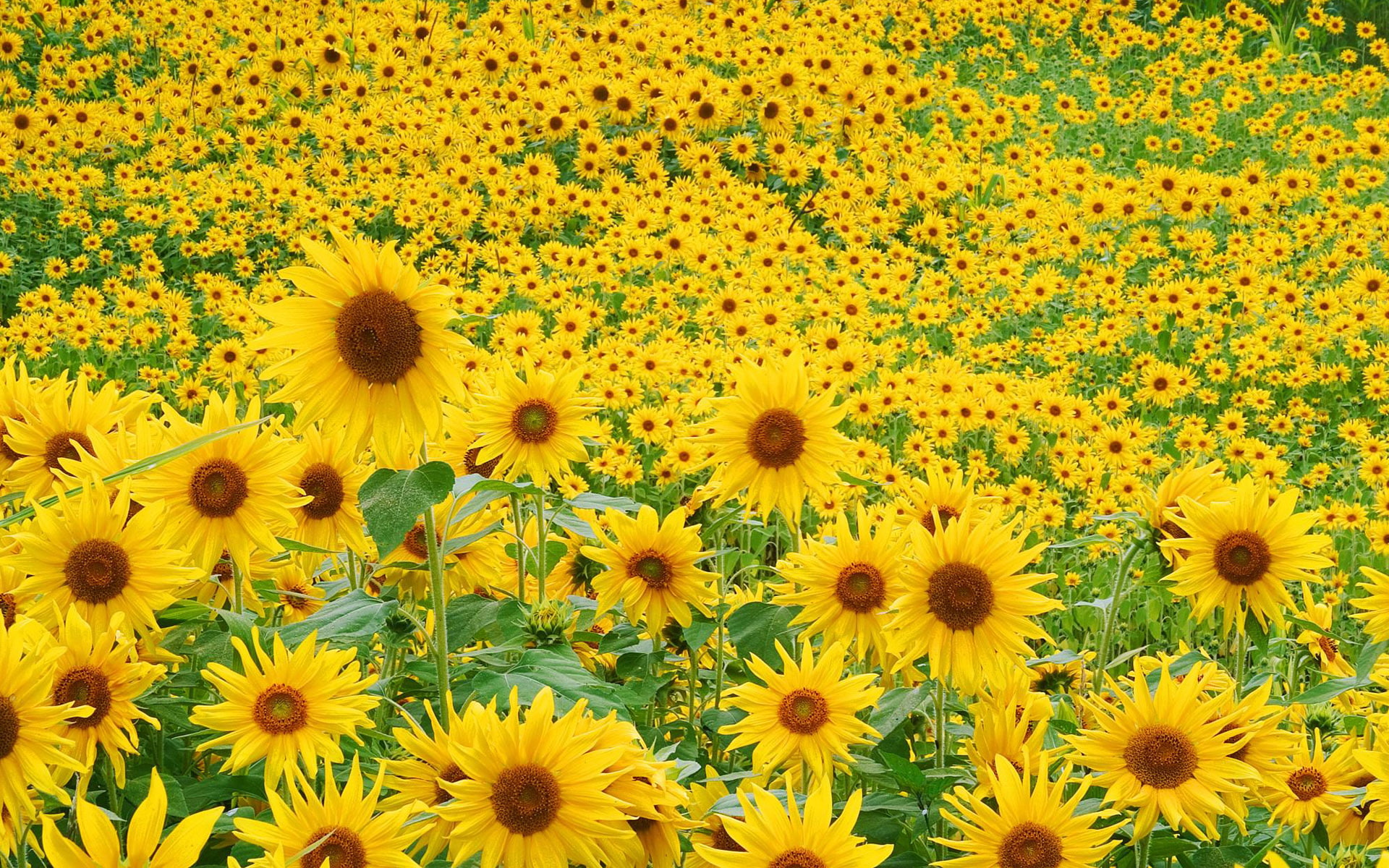 sunflower, field, 1080P, HD Wallpaper