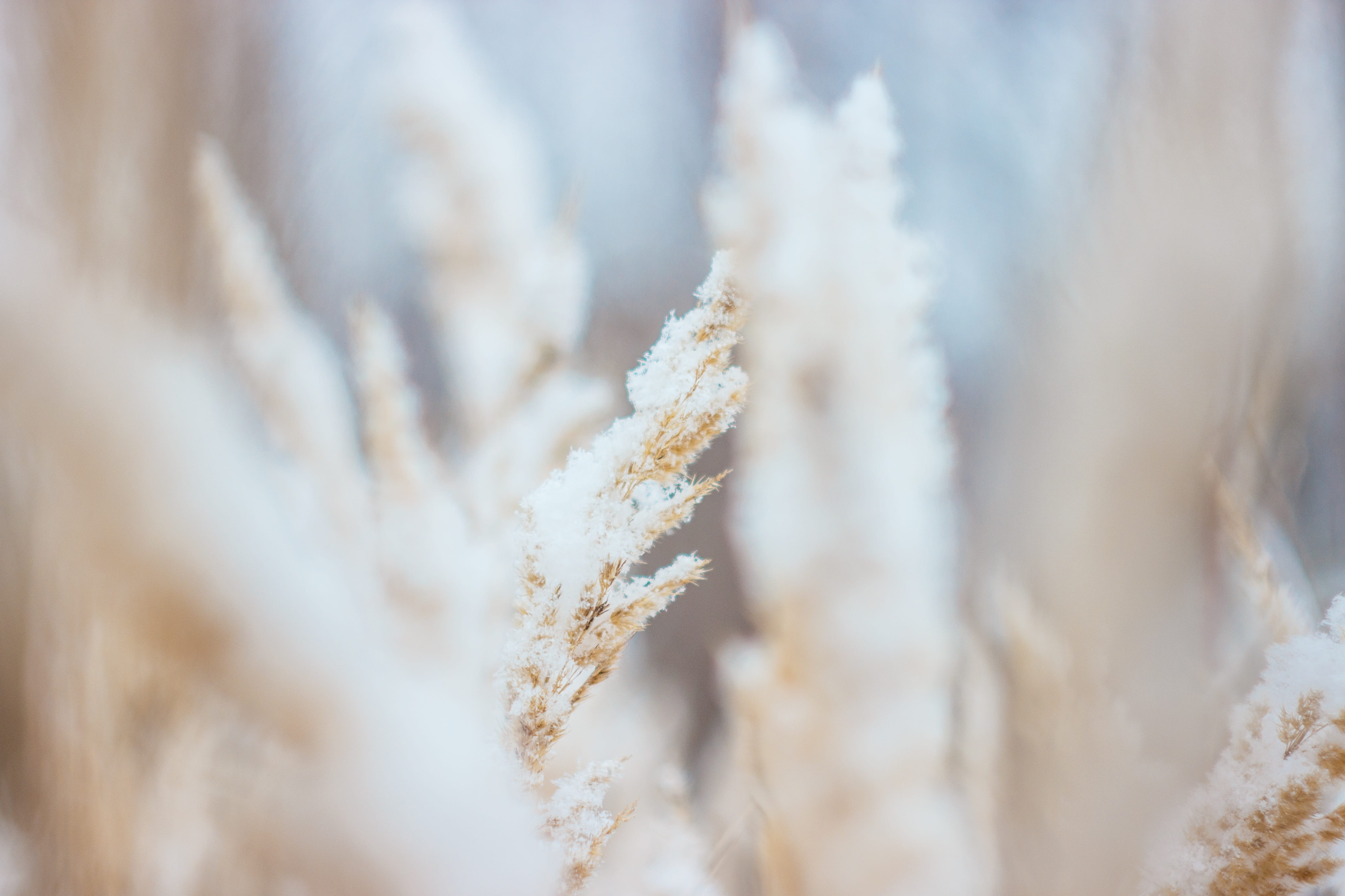day, yellow, selective focus, ice, close-up, 4K, winter, frozen, frosty, nature, no people, focus, wheat field, cold temperature, outdoors, white color, HD Wallpaper