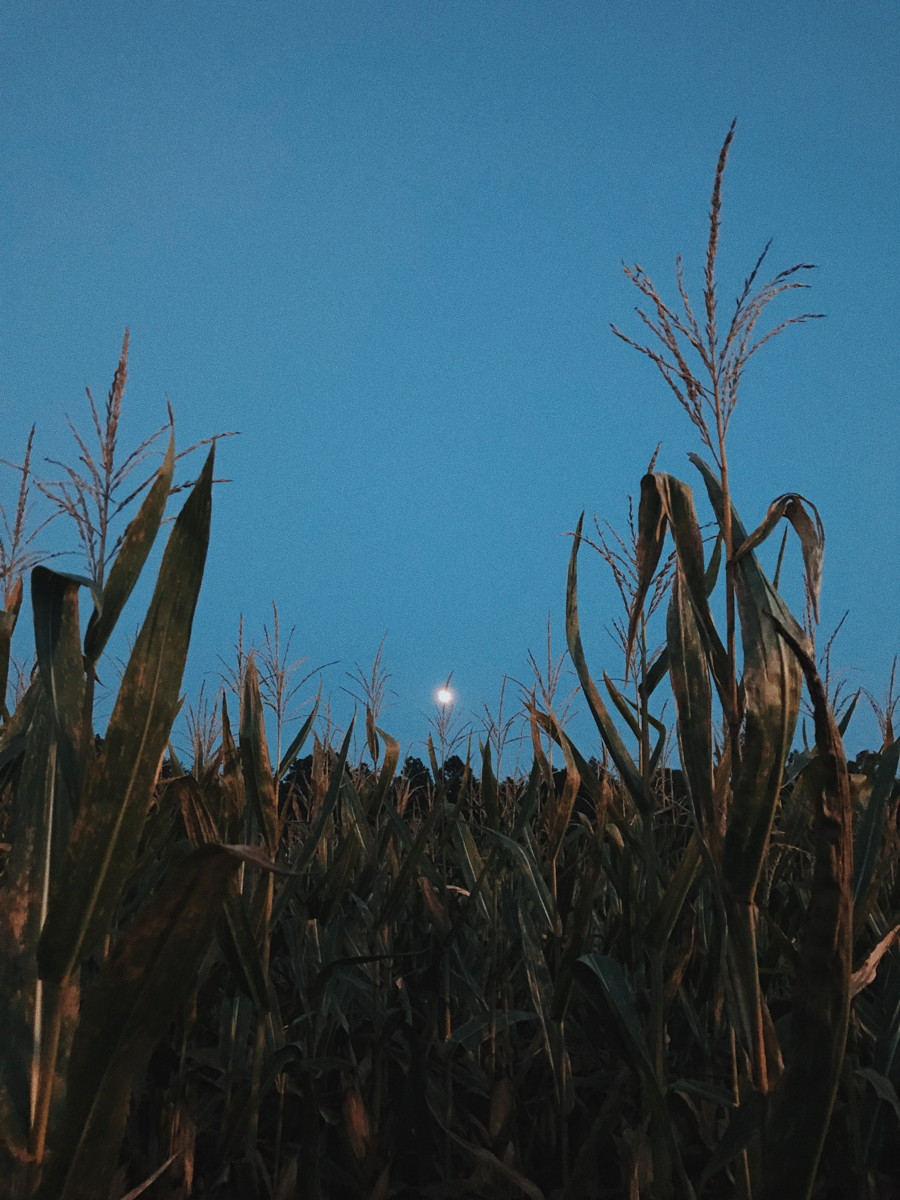 agriculture, day, crop, clear sky, landscape, outdoors, plant part, land, sky, tranquility, 4K, close-up, no people, winston-salem, blue, scenics - nature, Phone HD Wallpaper