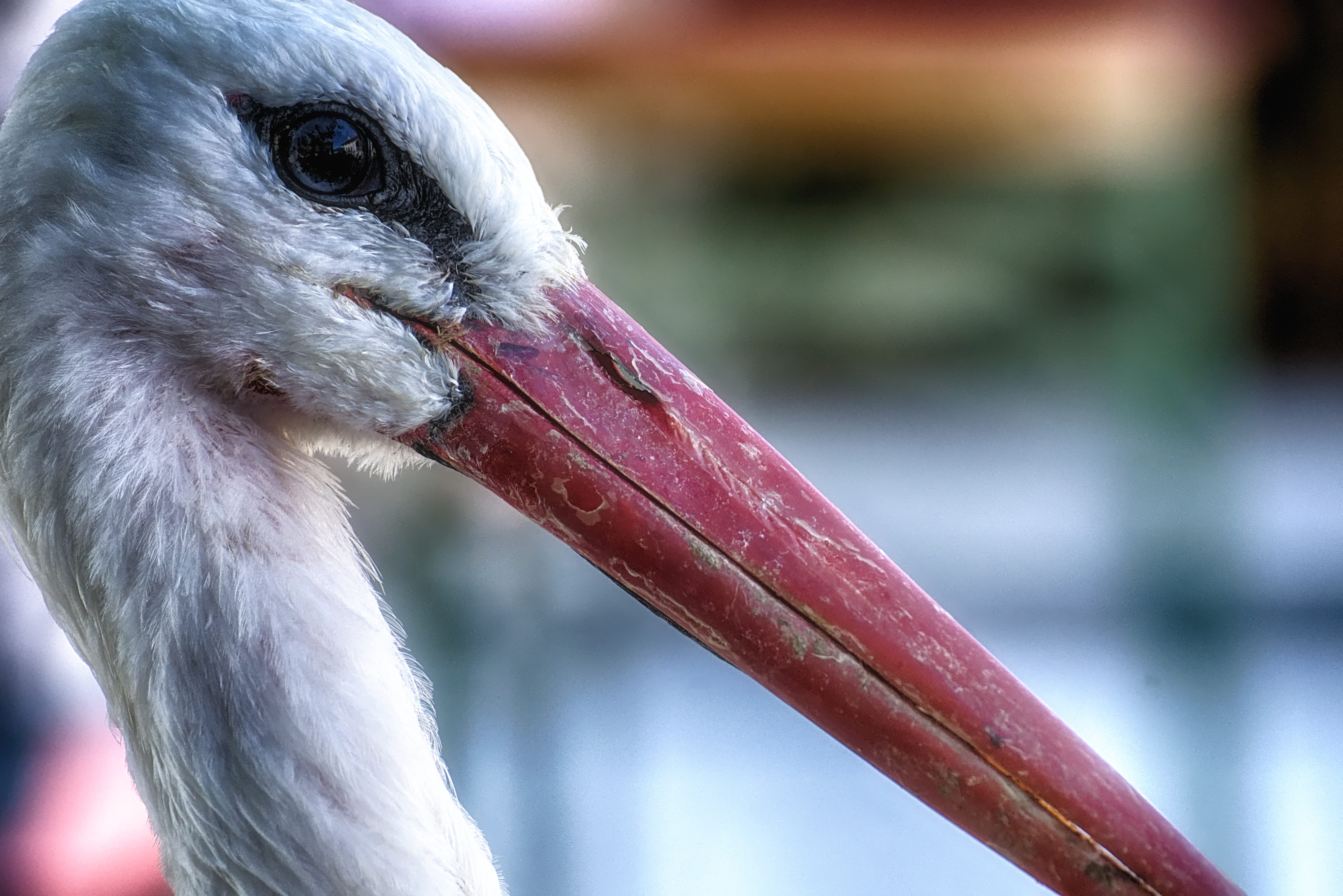 animal neck, animal eye, close-up, zoo, animal world, no people, 5K, bird, stork, focus on foreground, animal head, animal wildlife, feather, day, animal themes, HD Wallpaper