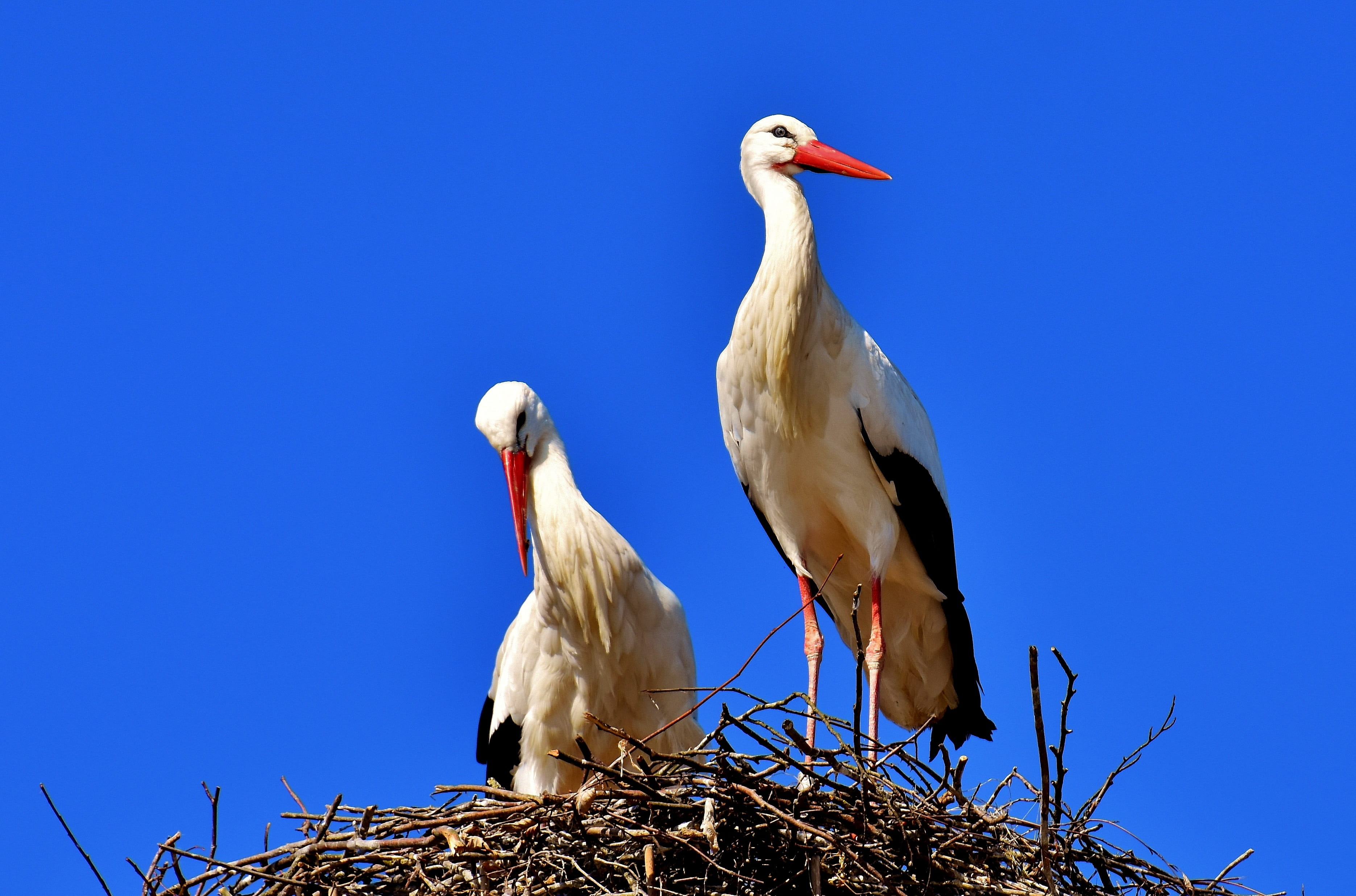 low angle view, freshwater bird, white, beauty in nature, no people, bill, Birds, blue, monkey mountain salem, animals in the wild, animal, two animals, HD Wallpaper