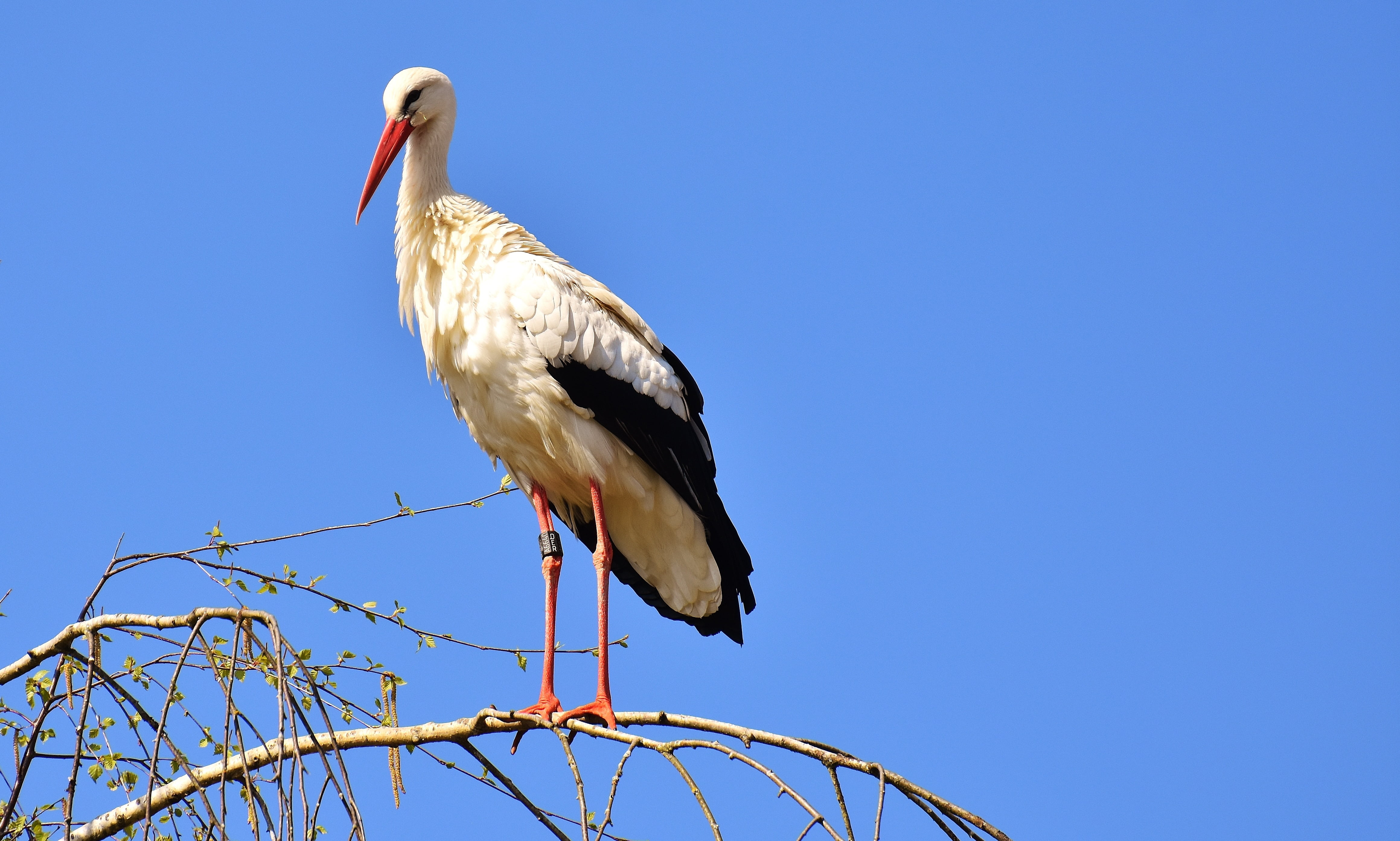 day, animals in the wild, animal world, nature, brown, clear sky, copy space, 4K, outdoors, wing, fly, animal wildlife, animal themes, low angle view, HD Wallpaper