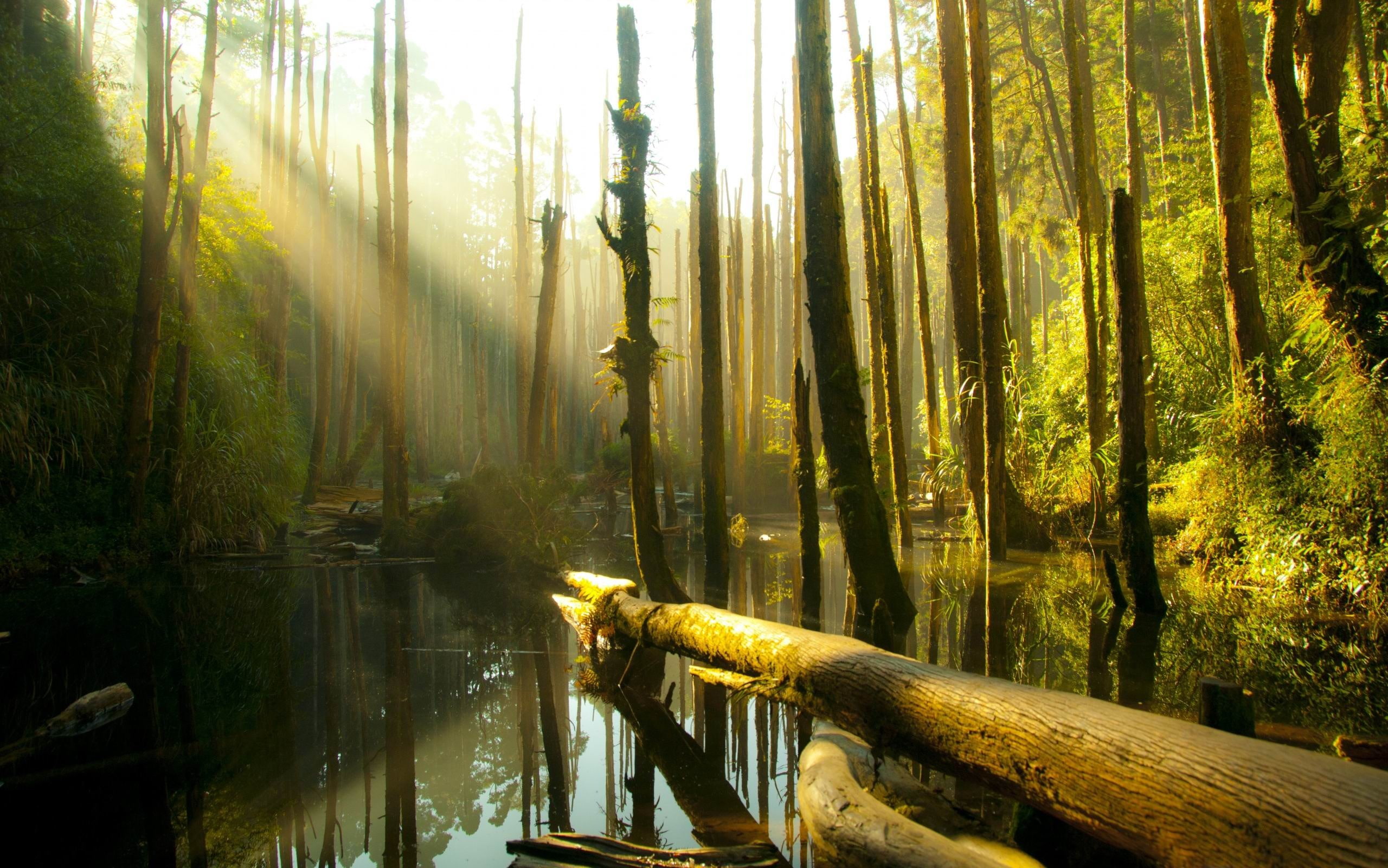 non-urban scene, tranquil scene, reflection, bamboo - plant, nantou, tree trunk, water, 2K, hd, no people, flowing water, tree, woodland, scenics - nature, HD Wallpaper