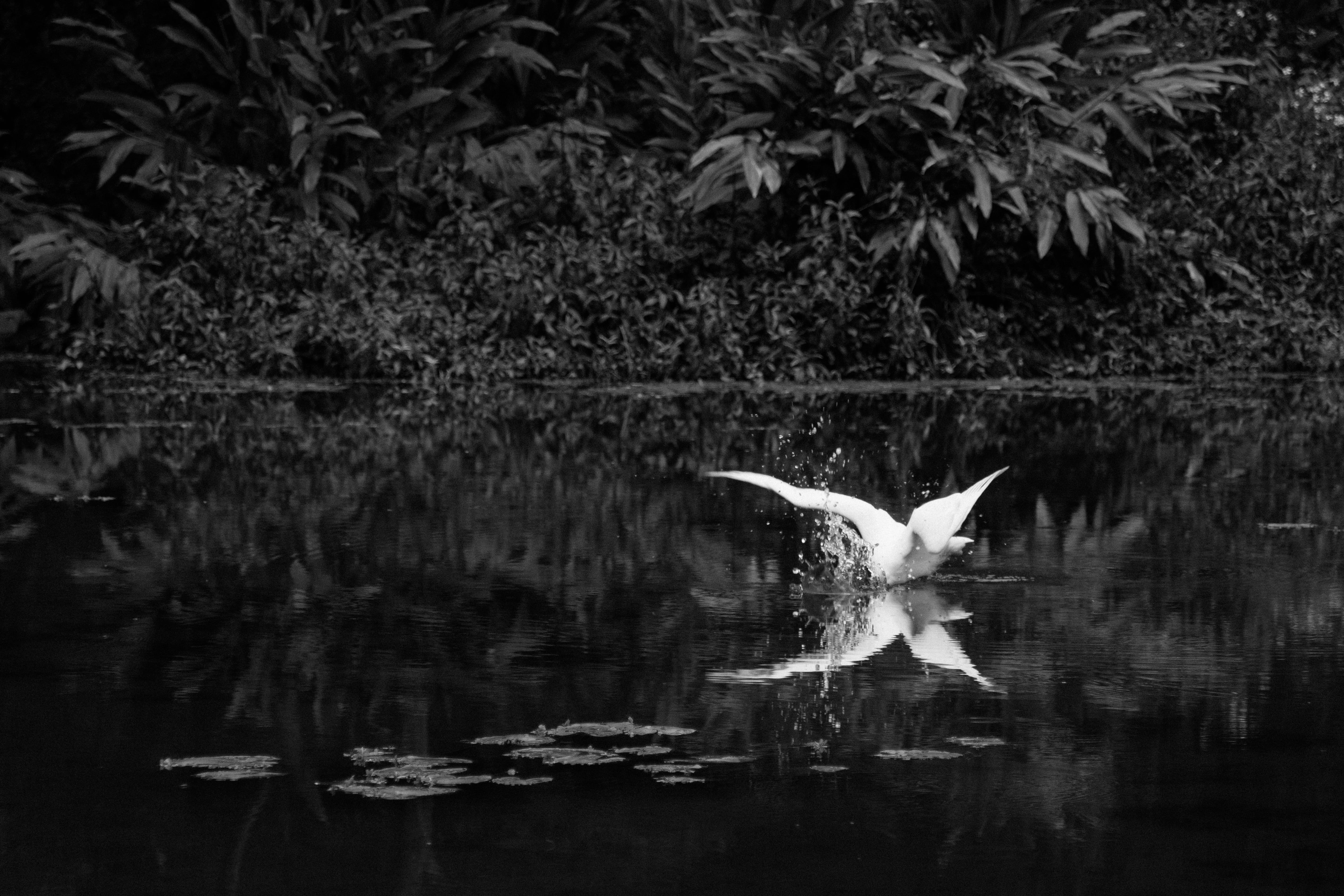 environment, feed, sides, 5K, waterfront, bandw, no people, reflection, water, animals in the wild, taiwan, nature, buttefly, animal, flying, animal themes, HD Wallpaper