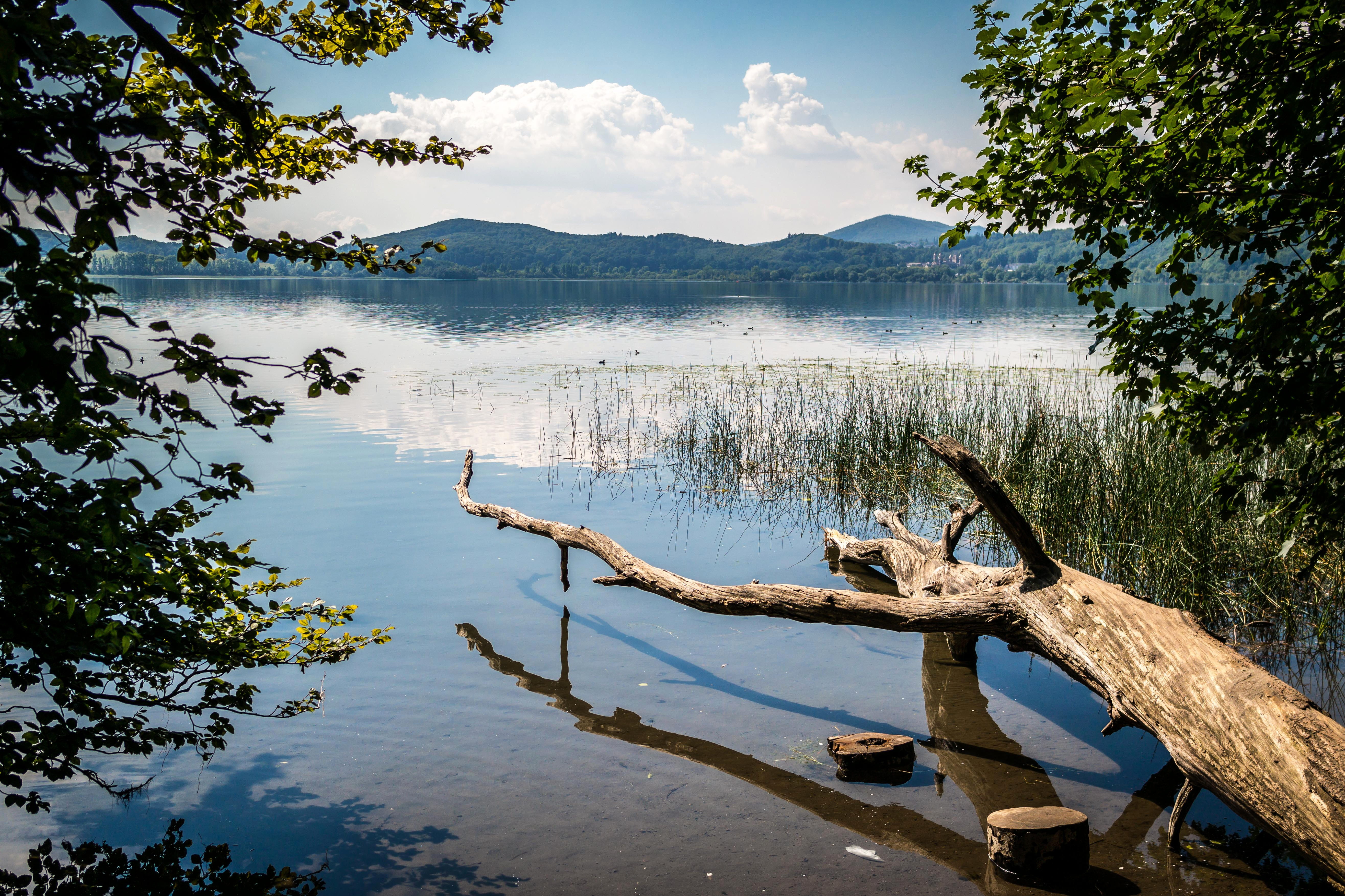 waters, lake, branch, beauty in nature, wood, nature, maria laach, green, no people, tree stump, decay, plant, cloud - sky, wood in the water, 5K, non-urban scene, HD Wallpaper