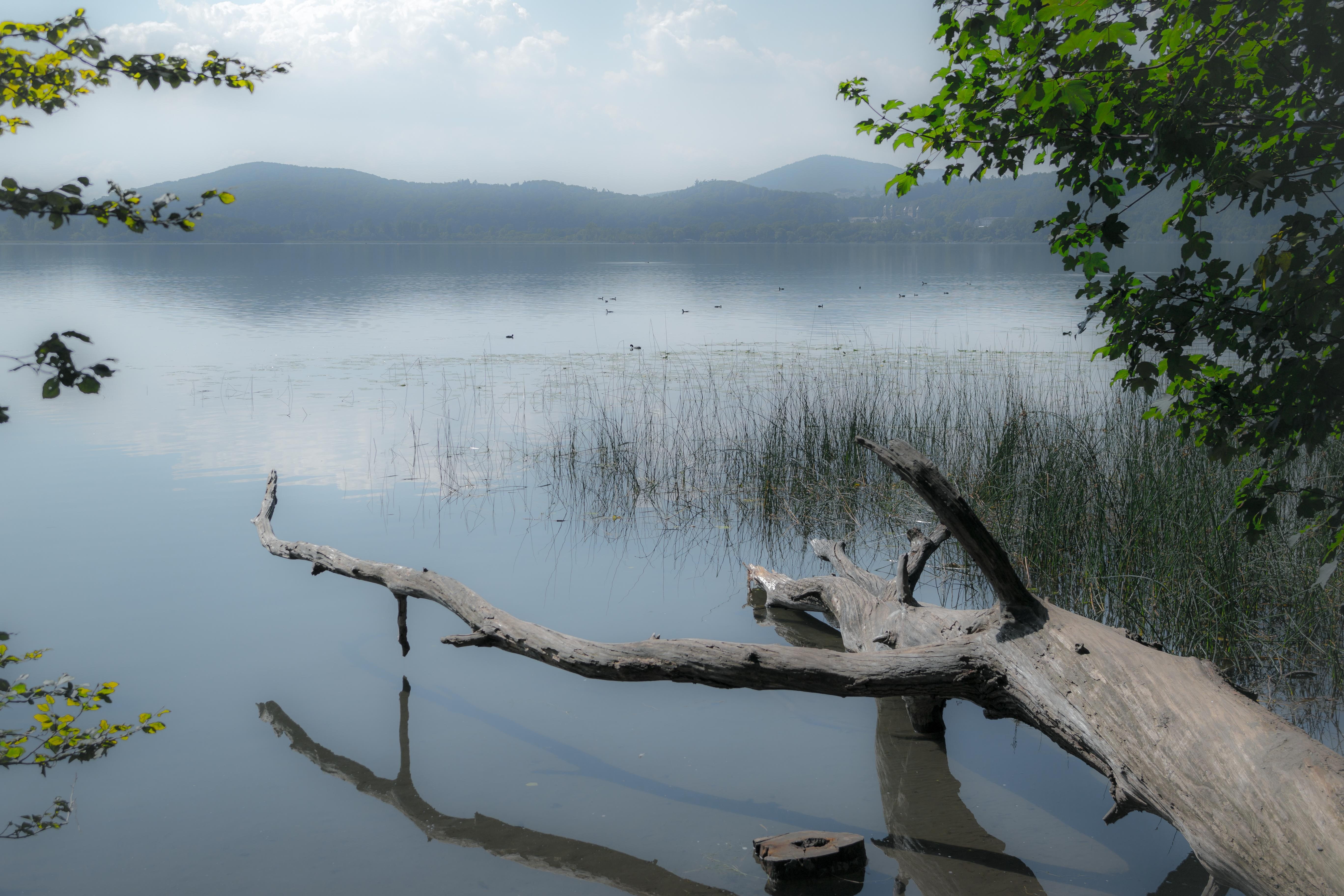 remote, water, wood, tree stump, body, morgenstimmung, brown, reflection, lake, dead plant, sky, log, driftwood, mirroring, wood in the water, maria laach, HD Wallpaper