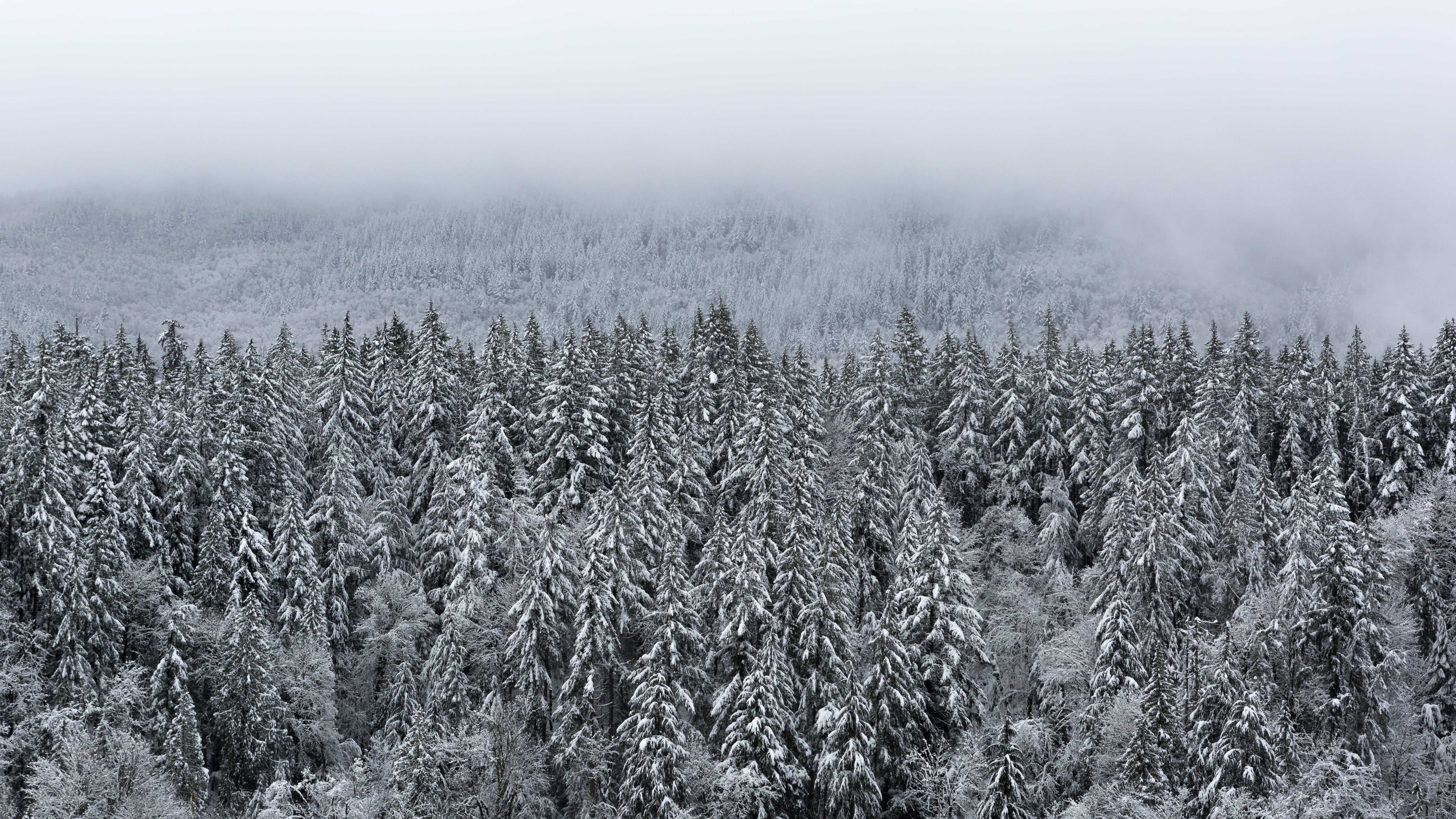 grain, forest, issaquah, covered, ice, coniferous tree, pine tree, vegetable, frost, united states, landscape, land, beauty in nature, trees, tree, scenics - nature, HD Wallpaper