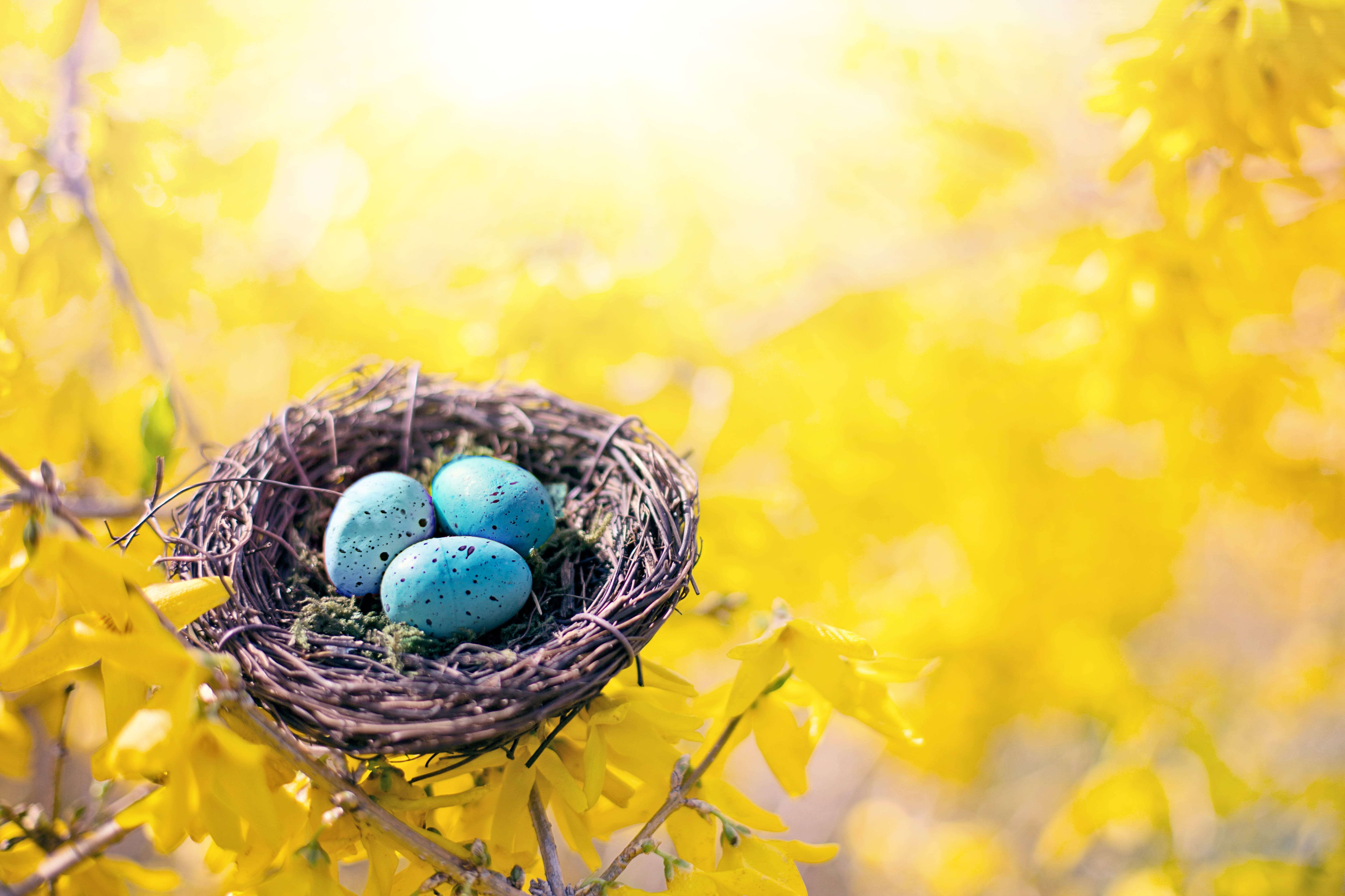 5K, springtime, food, eggs, holiday - event, fragility, yellow, forsythia, blooming, animal egg, copy space, holiday, spring, seasonal, colorful, multi colored, HD Wallpaper