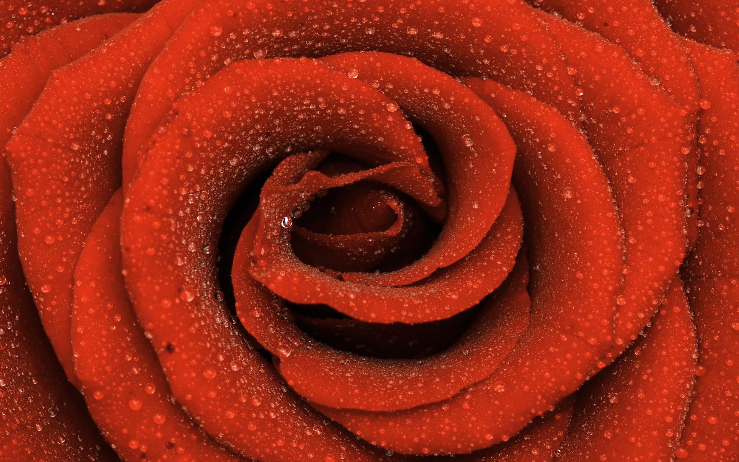 morning, good, 2K, photo, rose, nature, 3d and abstract, drops, beautiful, photography, annie, HD Wallpaper