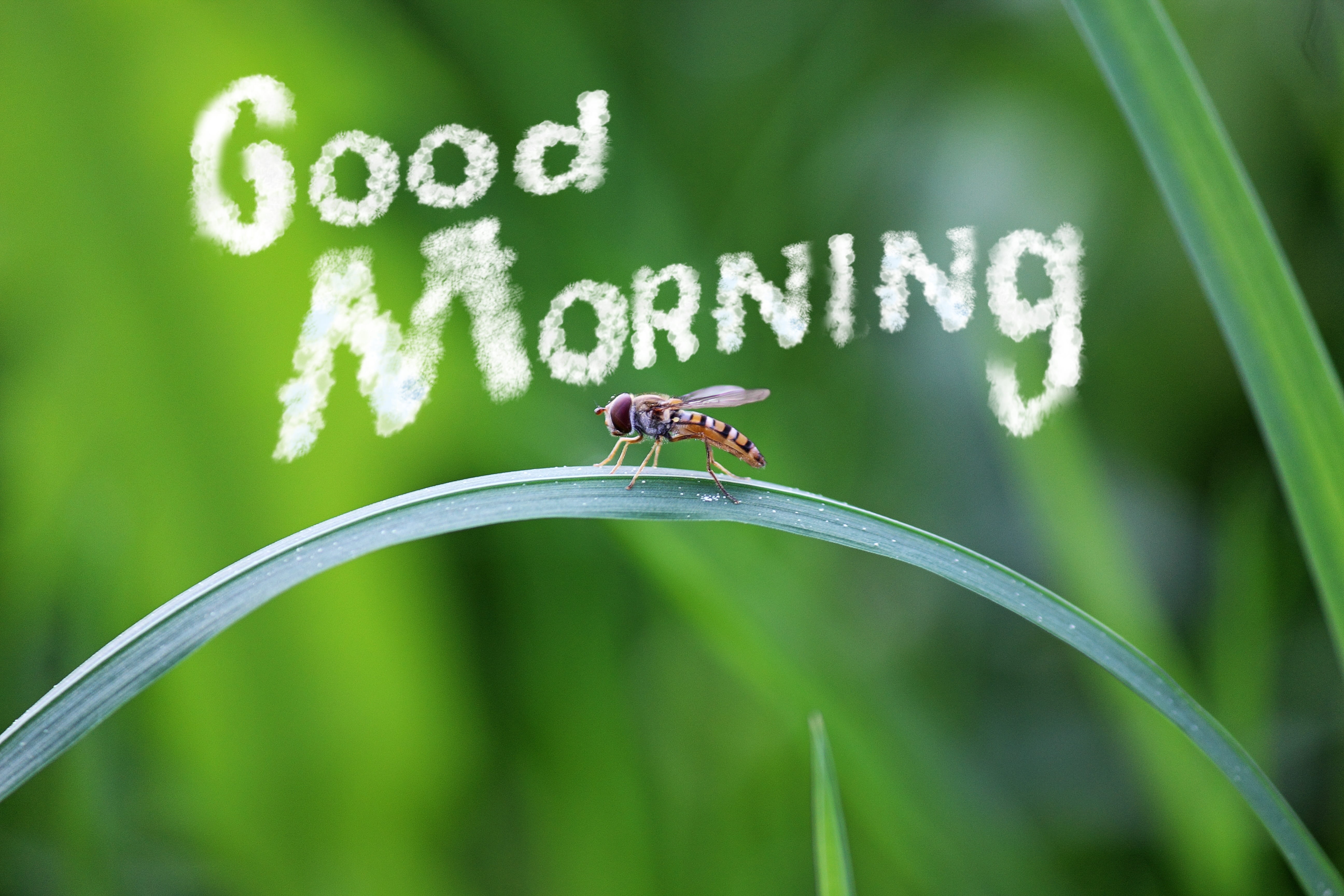 plant, animal themes, blade of grass, mood, friendly, meadow, focus on foreground, invertebrate, landscape, insect, 5K, outdoors, green, Good Morning, HD Wallpaper