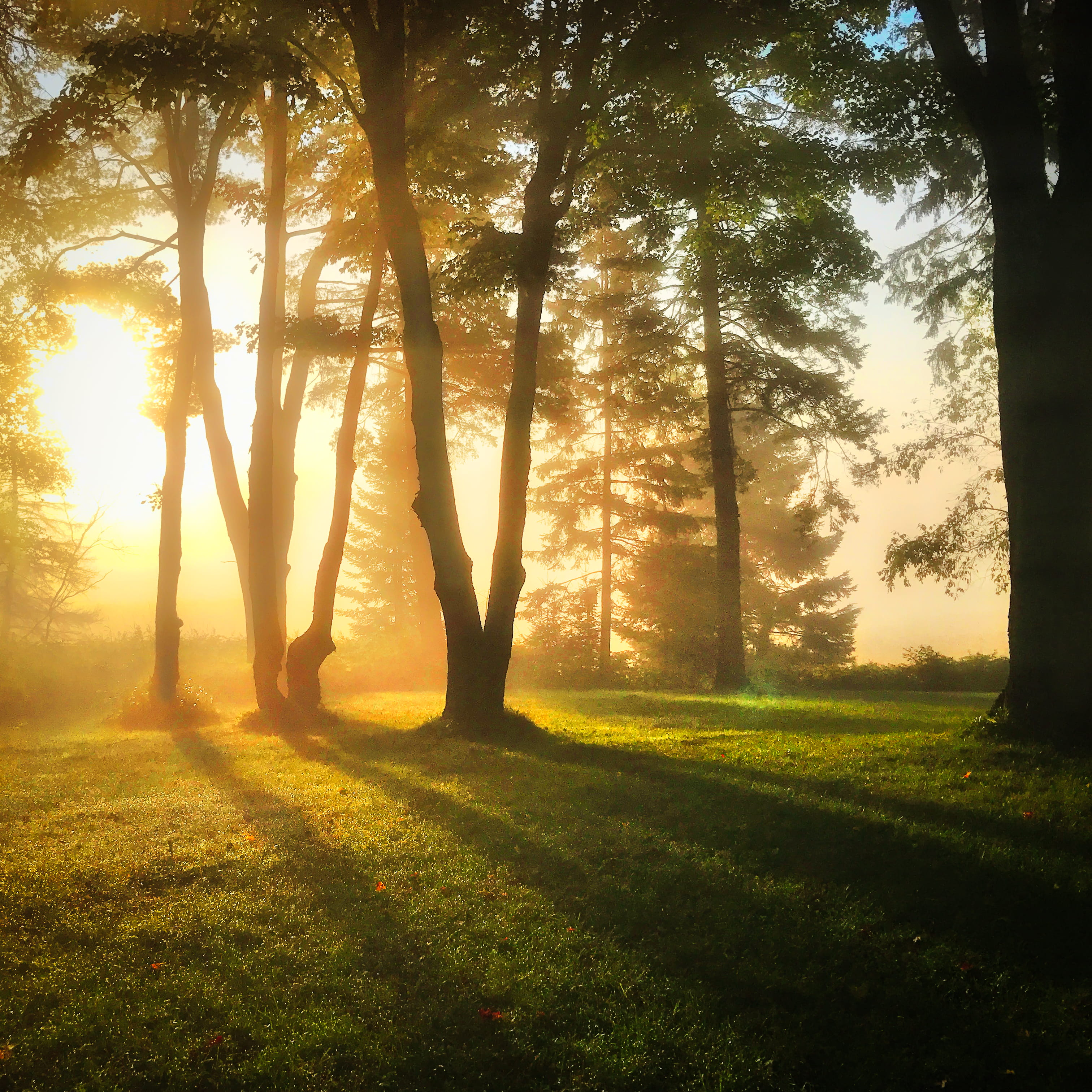 nature, scenics - nature, beauty in nature, sun says good morning on the farm in huntsville, huntsville, outdoors, sunlight, 2K, tranquility, plant, no people, Phone HD Wallpaper
