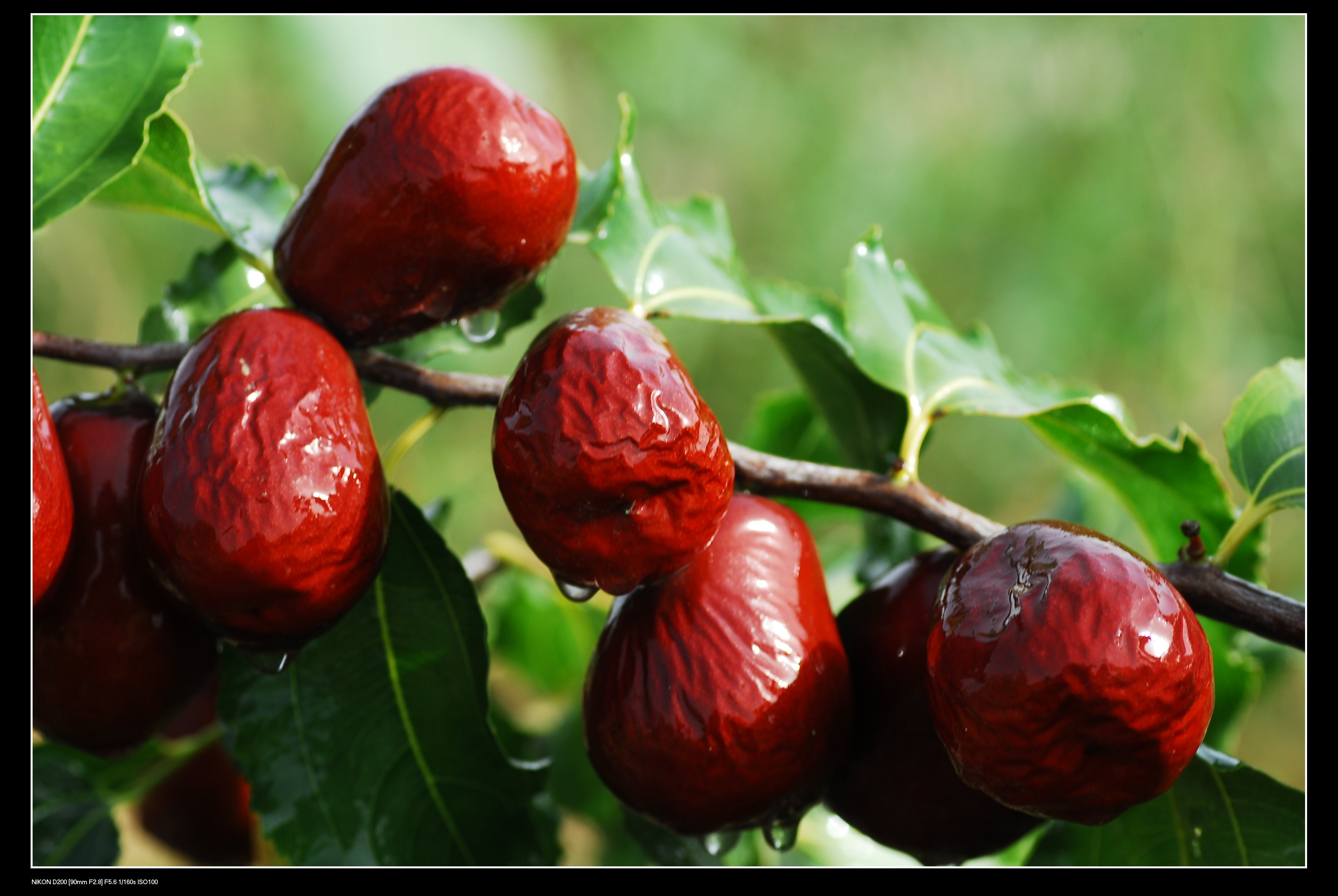 xinjiang jujube, jujube, no people, growth, plant part, food, berry fruit, freshness, agriculture, 4K, leaf, fruit, nature, red dates, food and drink, HD Wallpaper