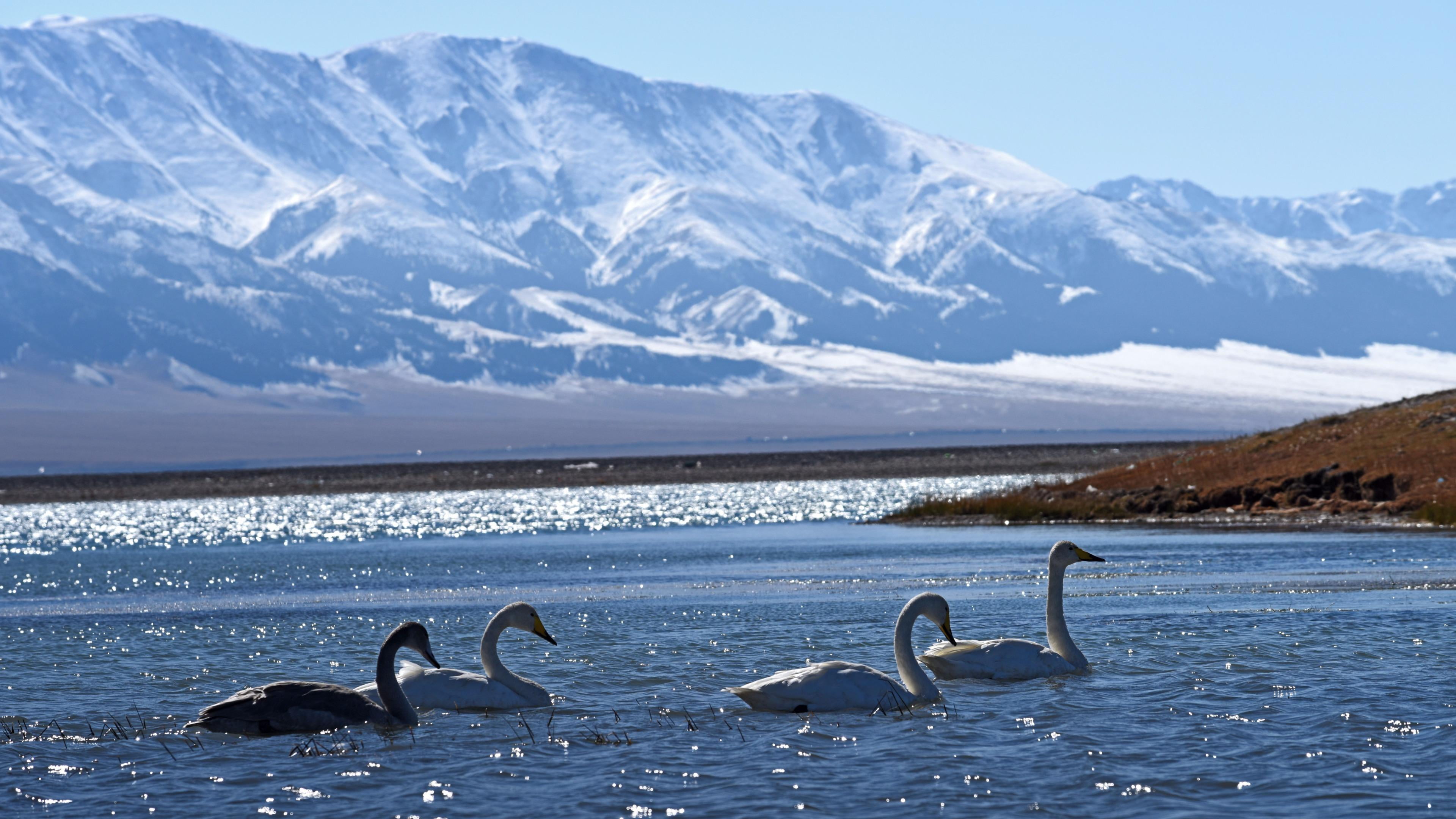 bortala, group of animals, lake, vertebrate, china, winter, swim, bole, mountain, non-urban scene, birds, snow, amazing, xinjiang, sea, water, 4K, no people, HD Wallpaper