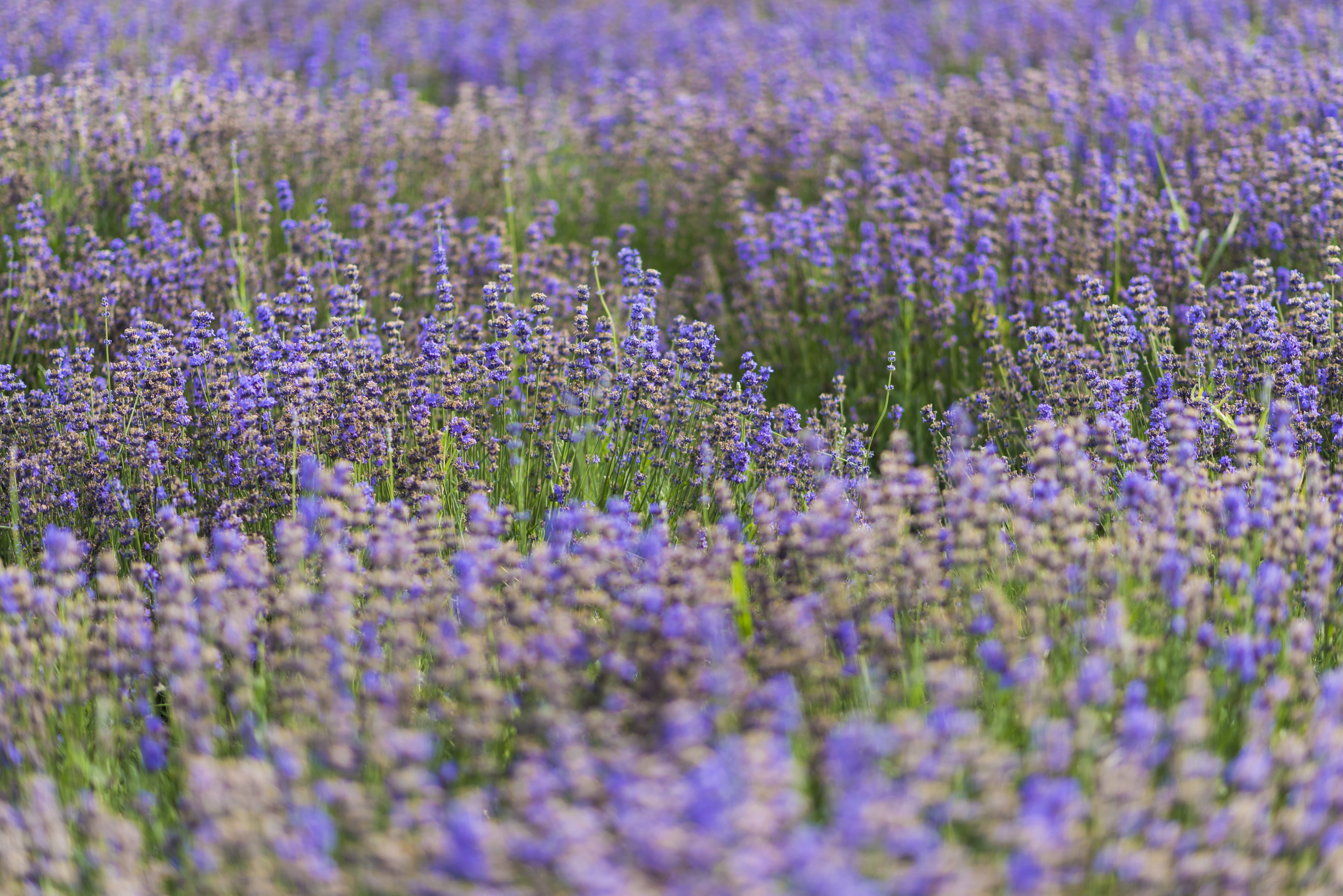 lavender, full frame, nature, no people, 5K, plant, vulnerability, purple, selective focus, abundance, xinjiang, backgrounds, herb, growth, flowerbed, HD Wallpaper