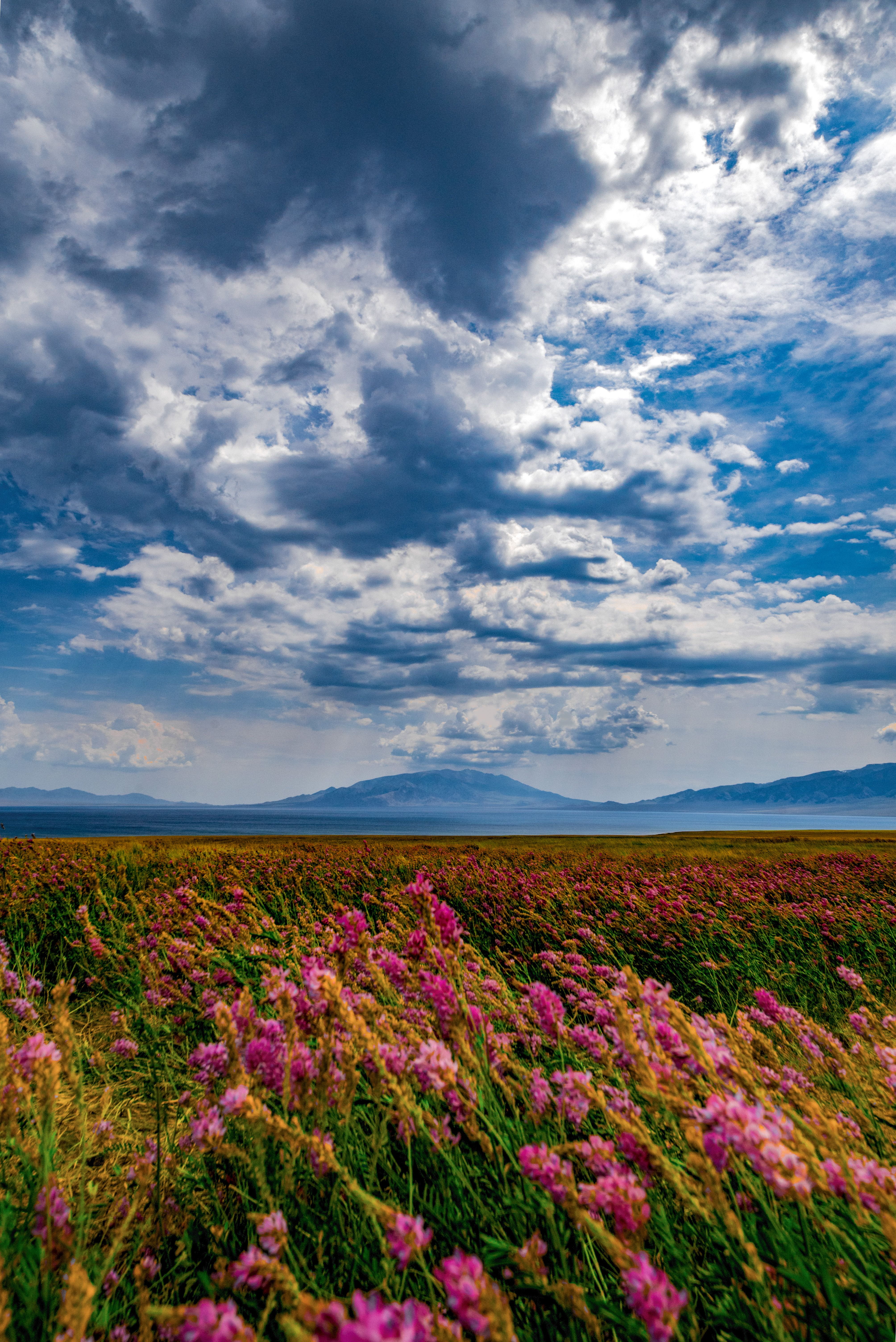 environment, tranquil scene, nature, flower, mountain, no people, scenics - nature, tranquility, sky, plant, rural scene, cloud - sky, xinjiang, day, agriculture, Phone HD Wallpaper