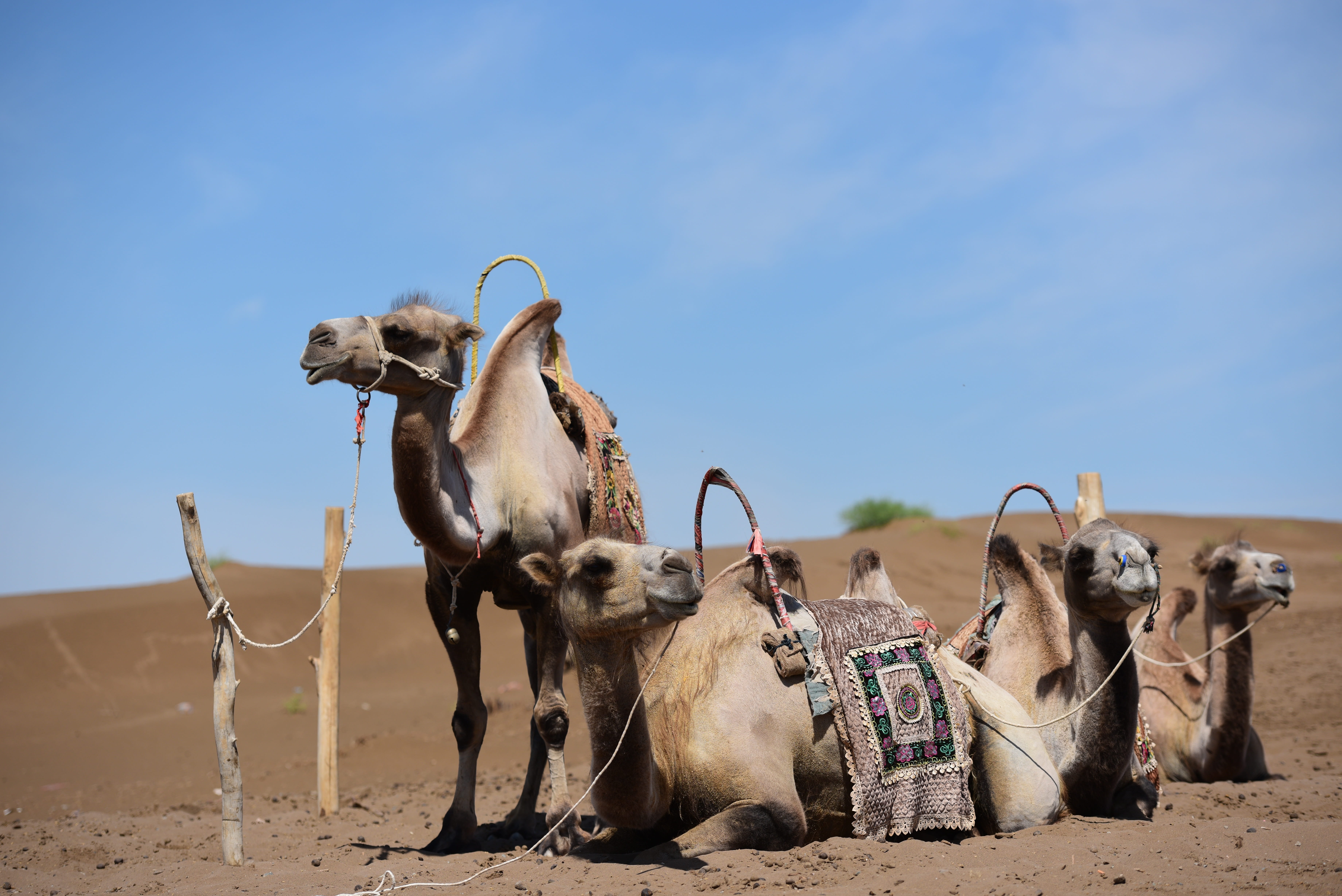 animal, landscape, in xinjiang, sky, camel, turpan, cow, group of animals, animal themes, land, mammal, day, vertebrate, no people, domestic, nature, pets, HD Wallpaper