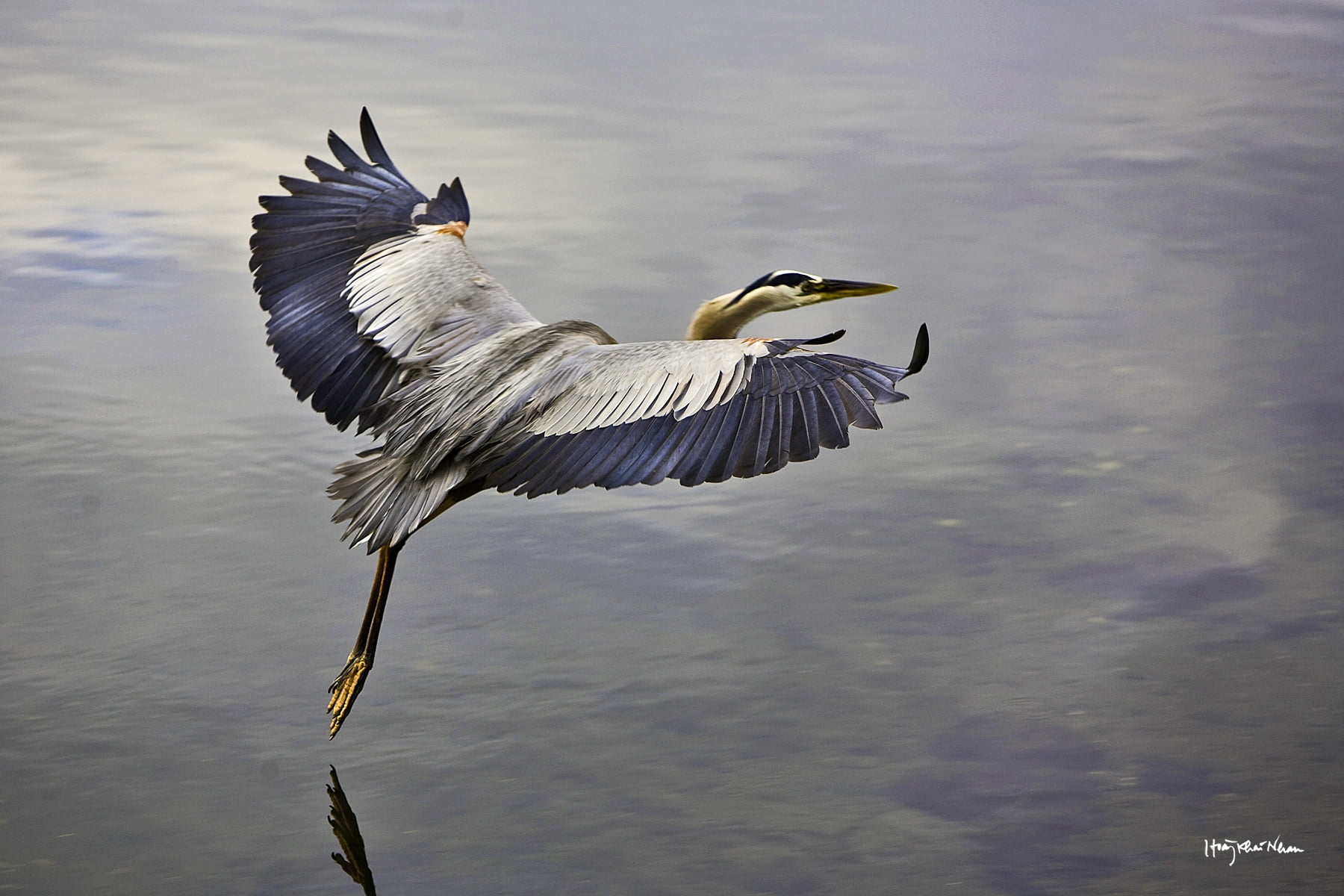 wildlife, vertebrate, crane, waterfront, beak, sky, mid-air, animal, sea, 720P, bird, pelican, white, animal themes, no people, animal Wing, lake, blue, HD Wallpaper