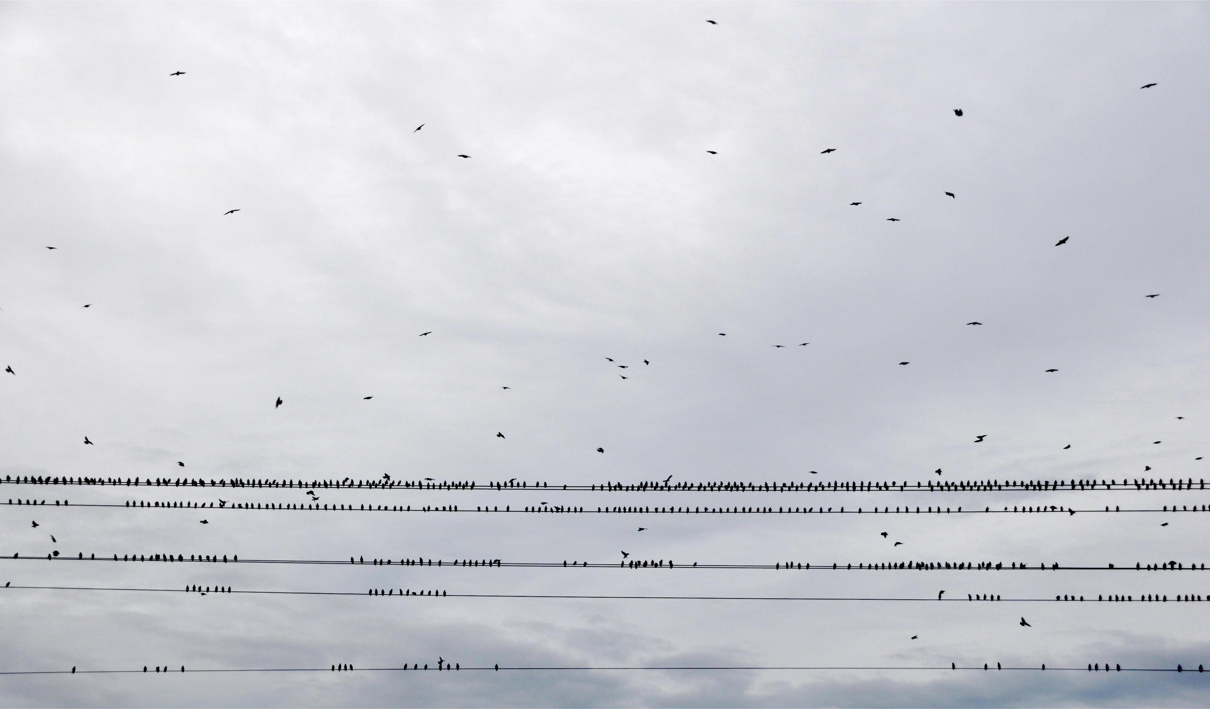 animals in the wild, bird, flying, no people, animal wildlife, animal themes, power lines, clouds, architecture, motion, bird flight, the sky, high voltage, HD Wallpaper