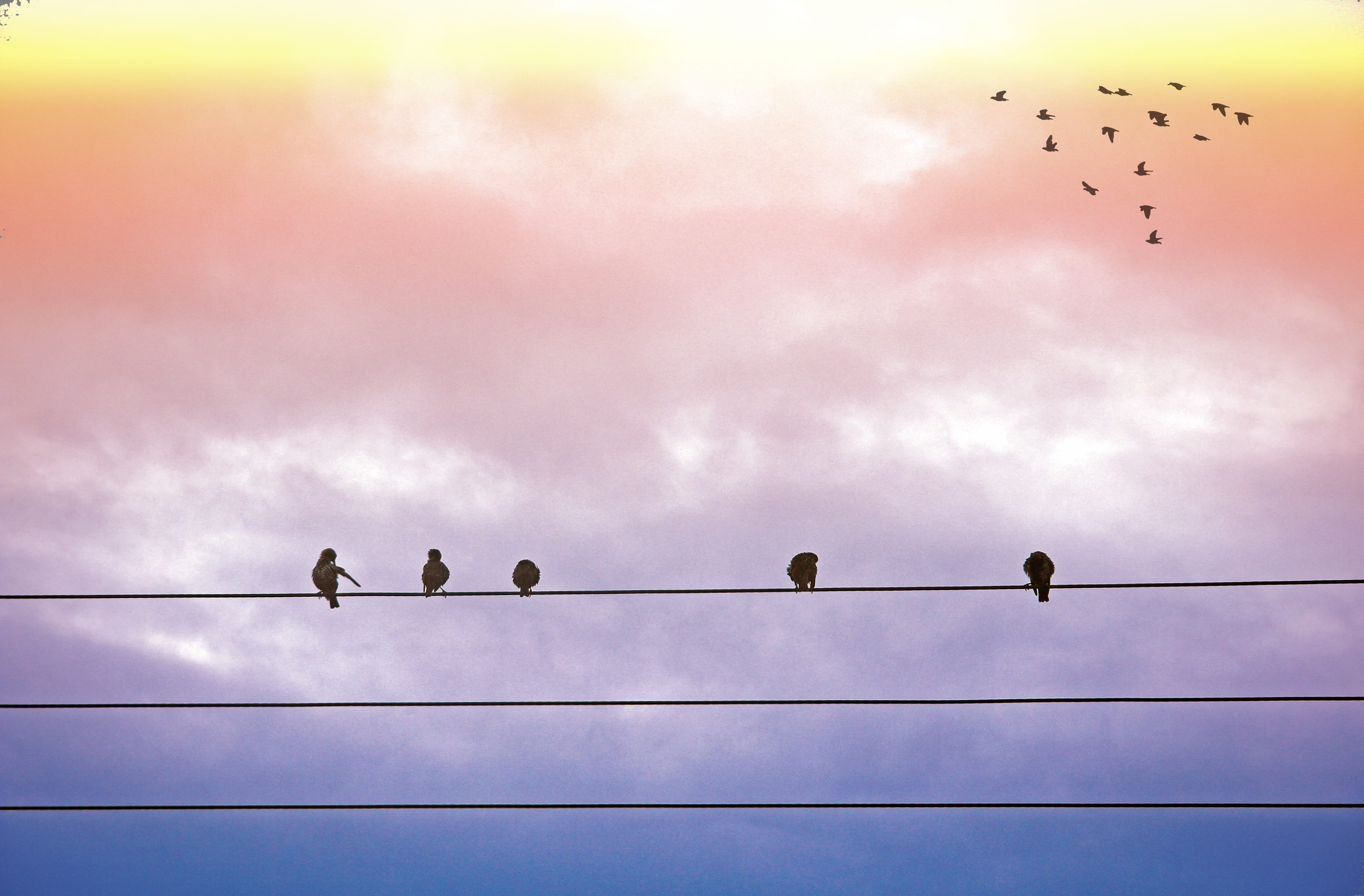 group of animals, transmission, vertebrate, communication, sky, sunrise, wires, bird, wire, wing, power, birds, animal, dom, color, feather, animal themes, HD Wallpaper