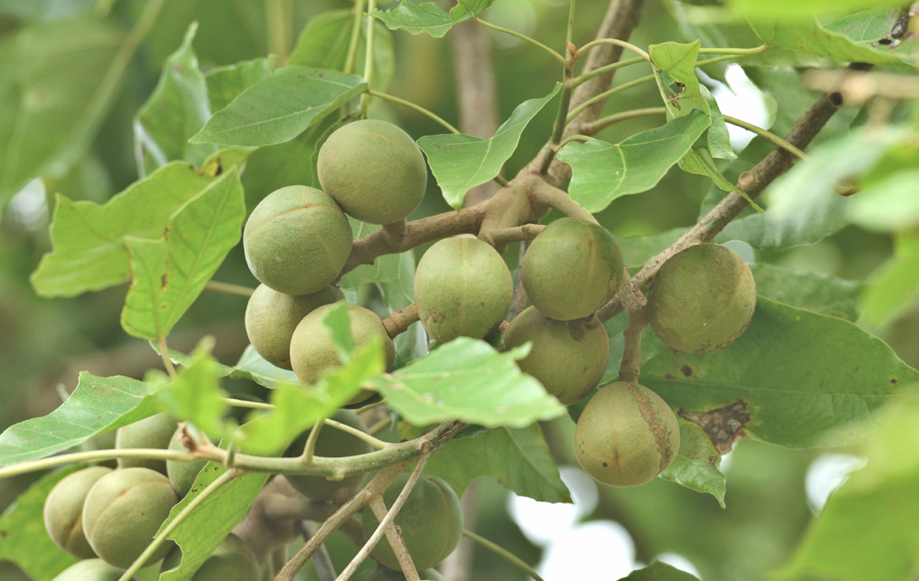 fruit, wellbeing, KuKui Nuts, oily, 2K, green, food and drink, used for laxative, brown, freshness, day, ripe, nature, growth, state tree, green color, HD Wallpaper