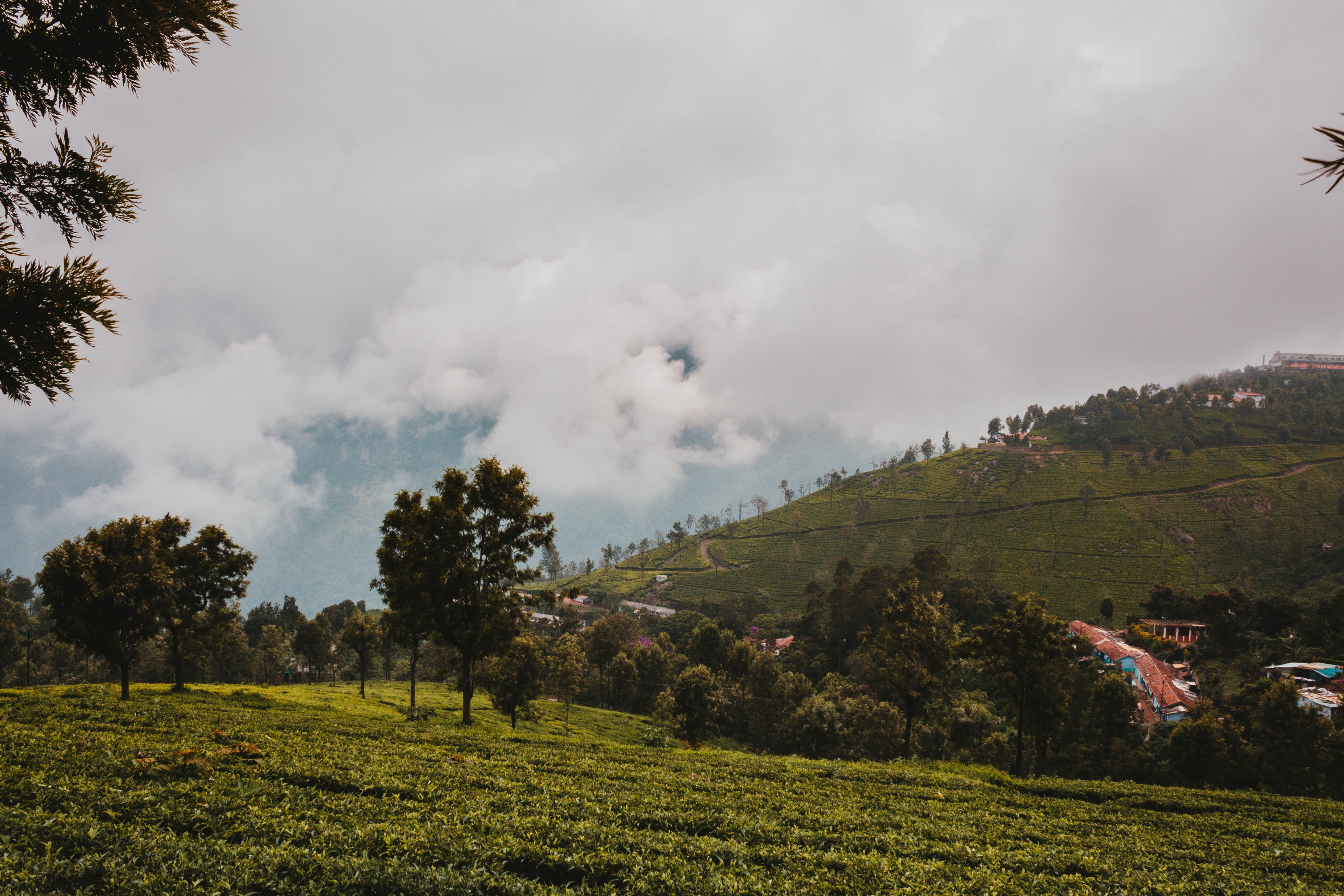 tranquil scene, scenics - nature, day, beauty in nature, land, landscape, india, tree, tea garden, outdoors, no people, grass, cloud - sky, environment, HD Wallpaper