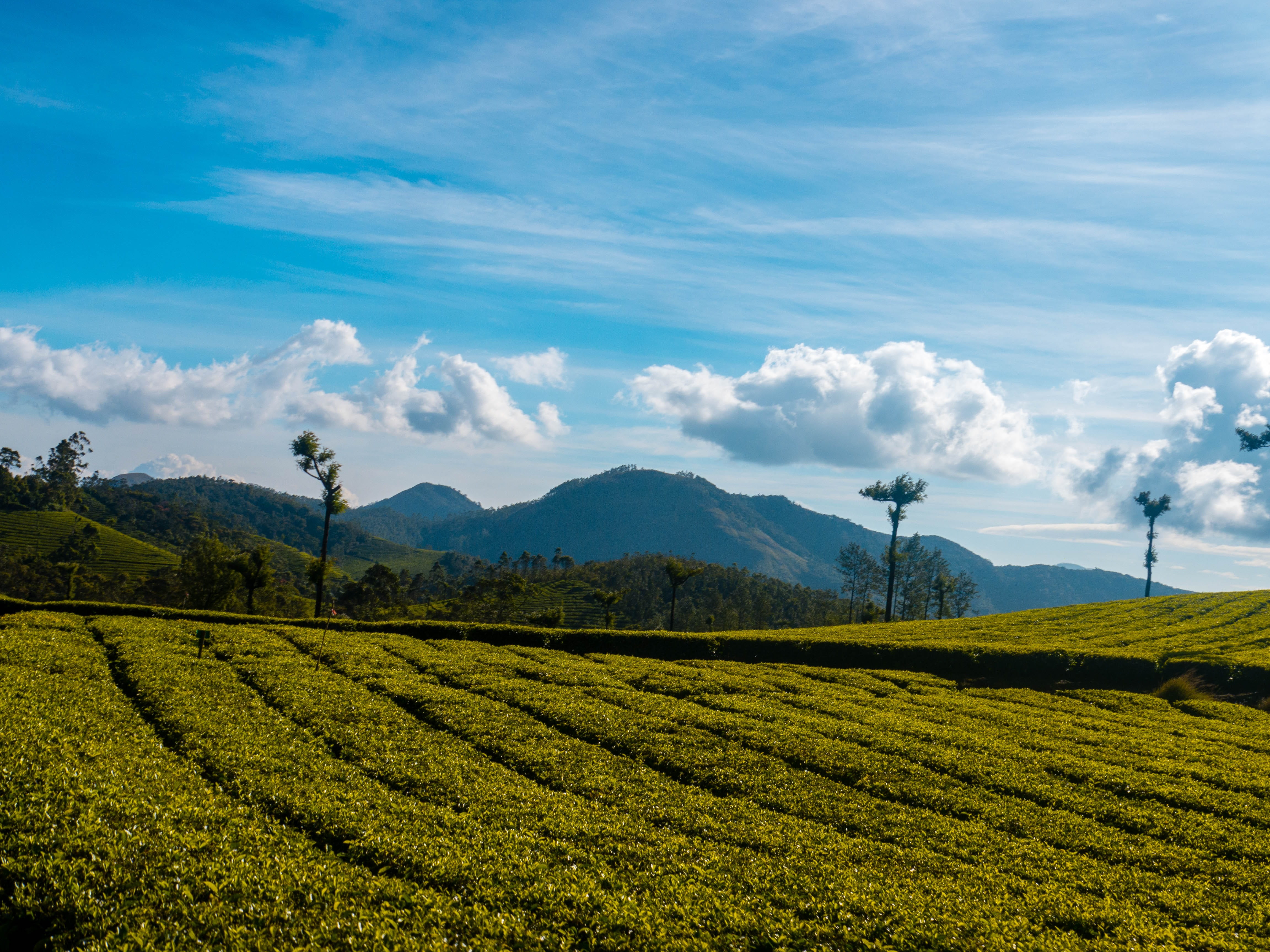 land, scenics - nature, tree, agriculture, landscape photo, cloud - sky, nature, field, india, plant, blues, tranquil scene, rural scene, travel photo, HD Wallpaper