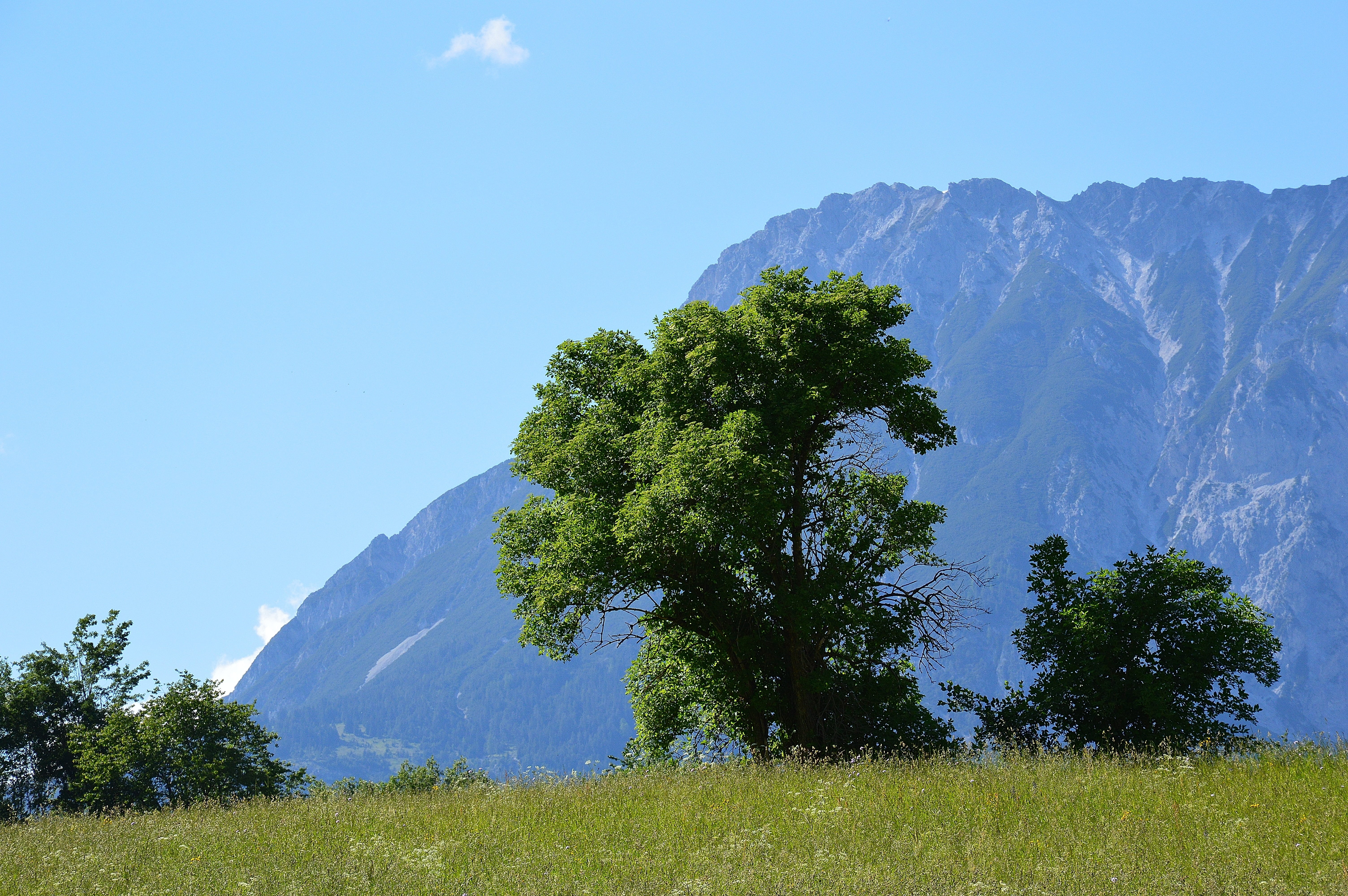 environment, meadow, non-urban scene, austria, mountain, plant, nature, blue, beauty in nature, tyrol, landscape, mountains, growth, tranquil scene, mountain range, HD Wallpaper
