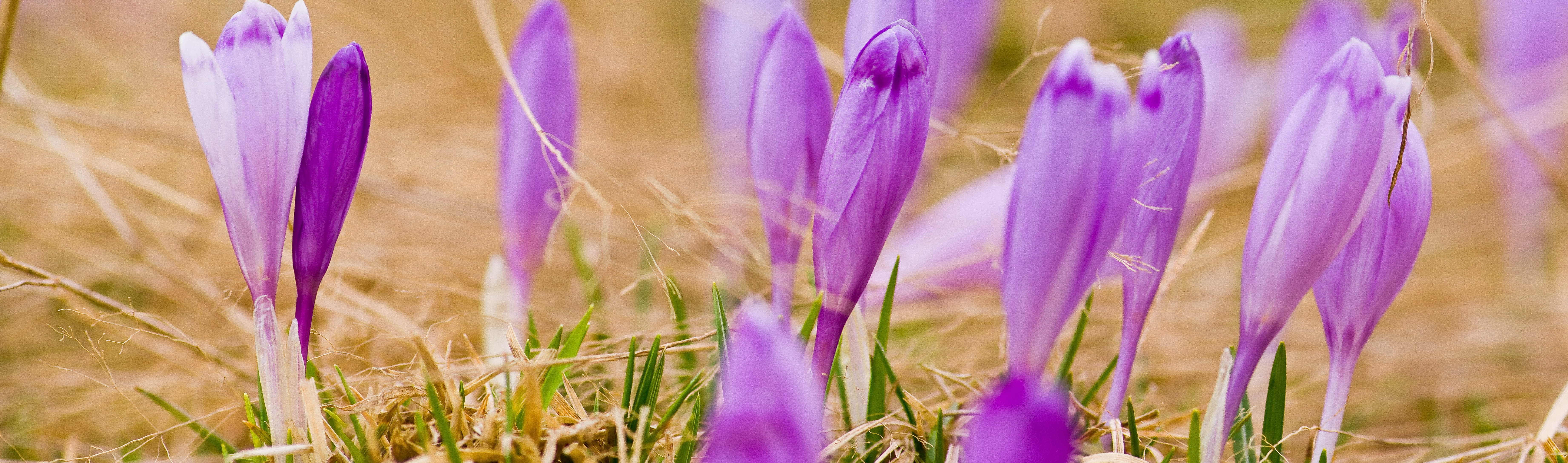 plant, flower head, freshness, day, growth, selective focus, Flower, blossom, softness, land, panoramic, flowering plant, field, close-up, fagaras, crocus heuffelianus, HD Wallpaper