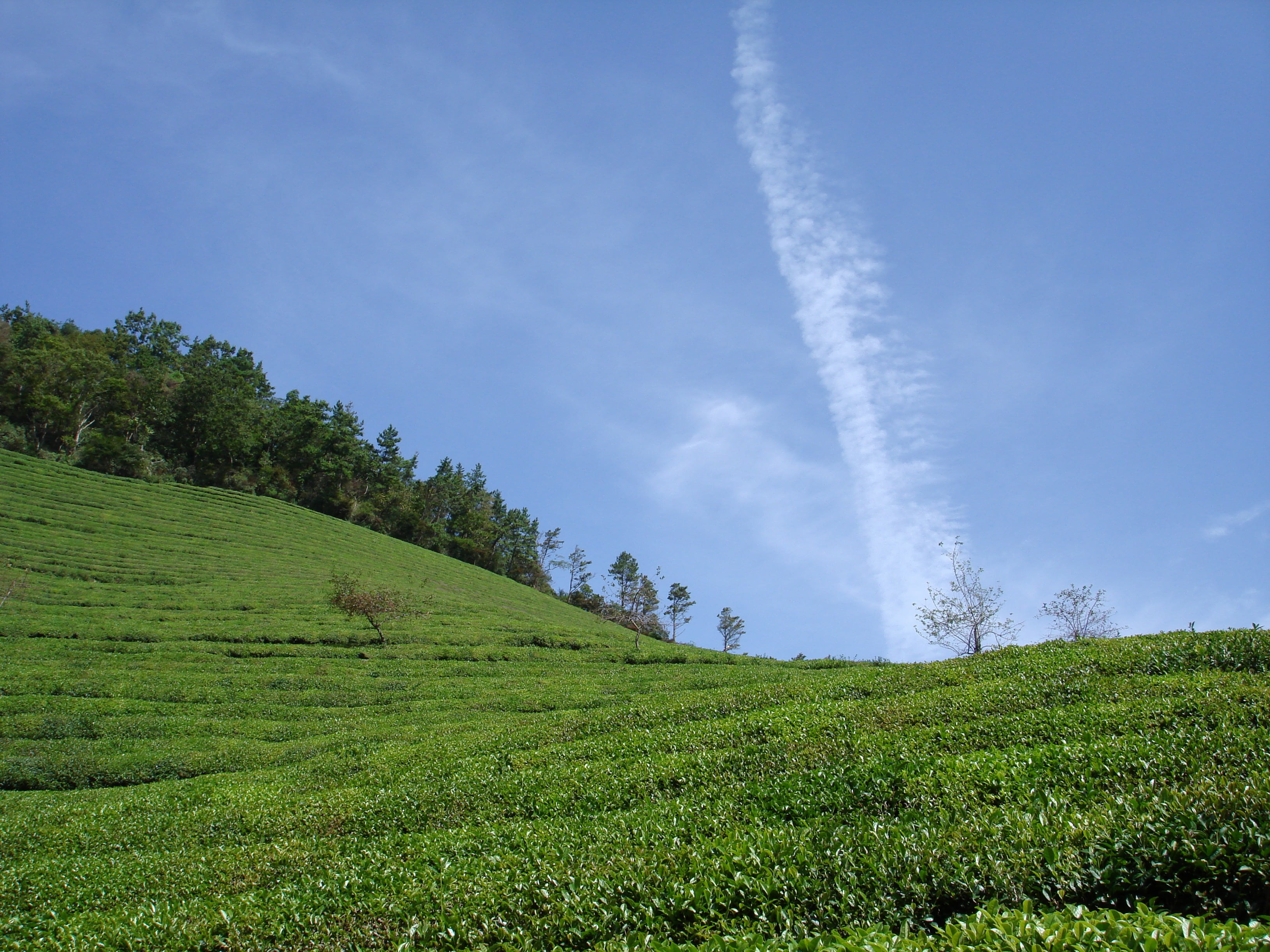 day, green tea plantation, stratus, agriculture, sky, nature, cloud - sky, cloud, blue, tranquility, tranquil scene, boseong, outdoors, clouds, beauty in nature, HD Wallpaper
