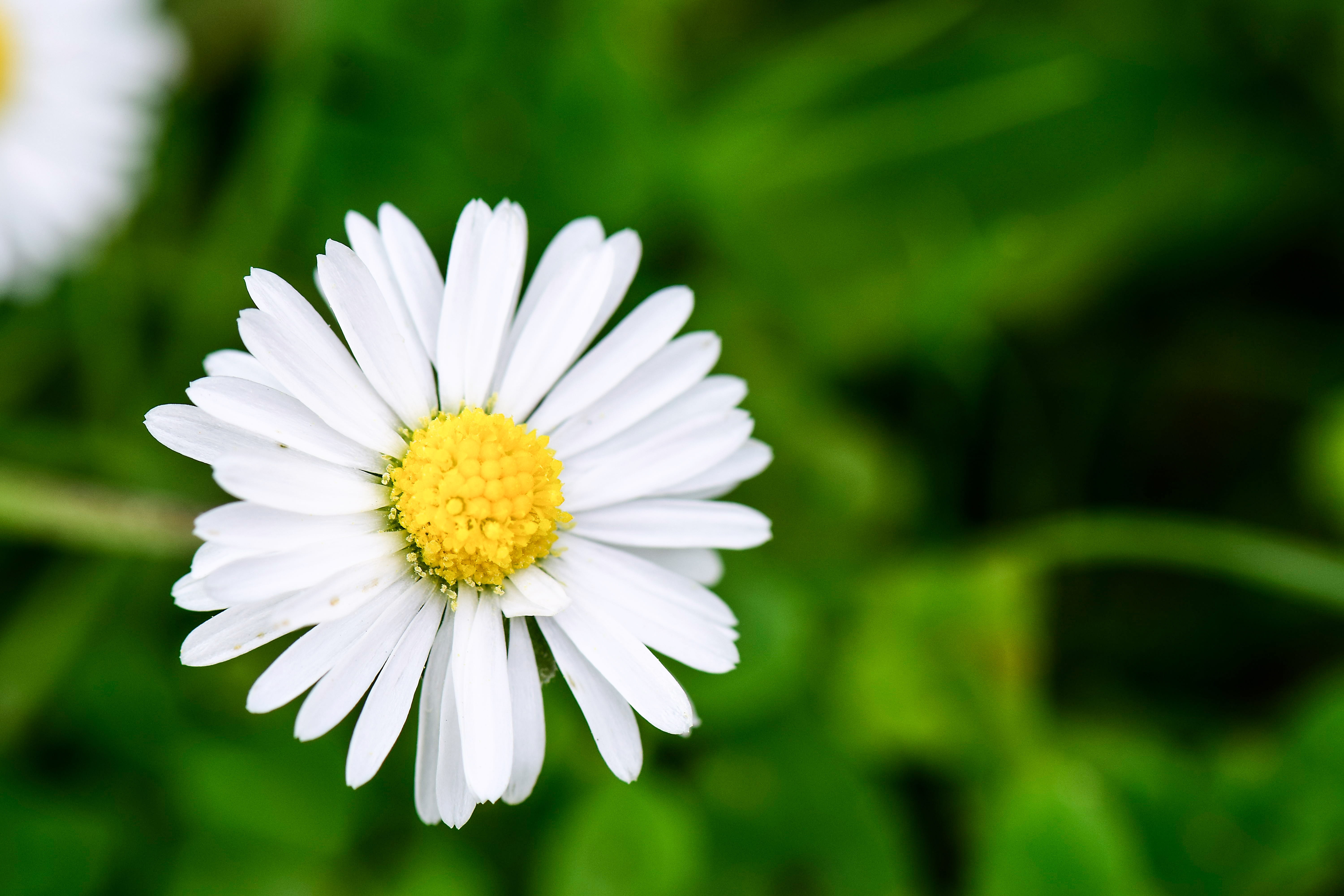 colorful, bloom, white color, landscape, 5K, vulnerability, petal, petals, freshness, flowering plant, gänseblümchen, focus on foreground, fragility, nature, HD Wallpaper