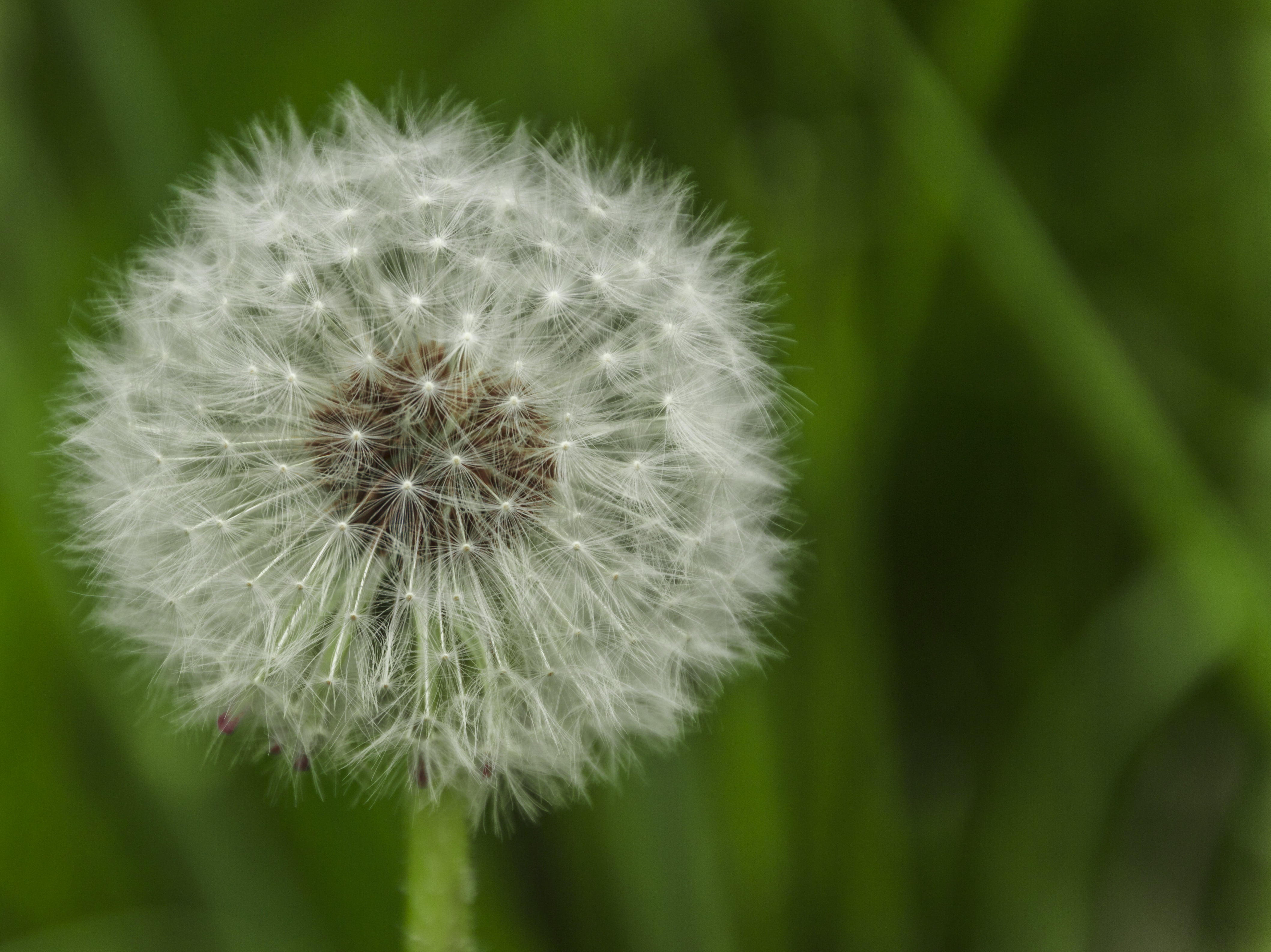 close-up, 4K, summer, dandelion, Löwenzahn, white, seed, macro, fluffy, Wiese, single Flower, plant, flower, nature, Niedersachsen, HD Wallpaper