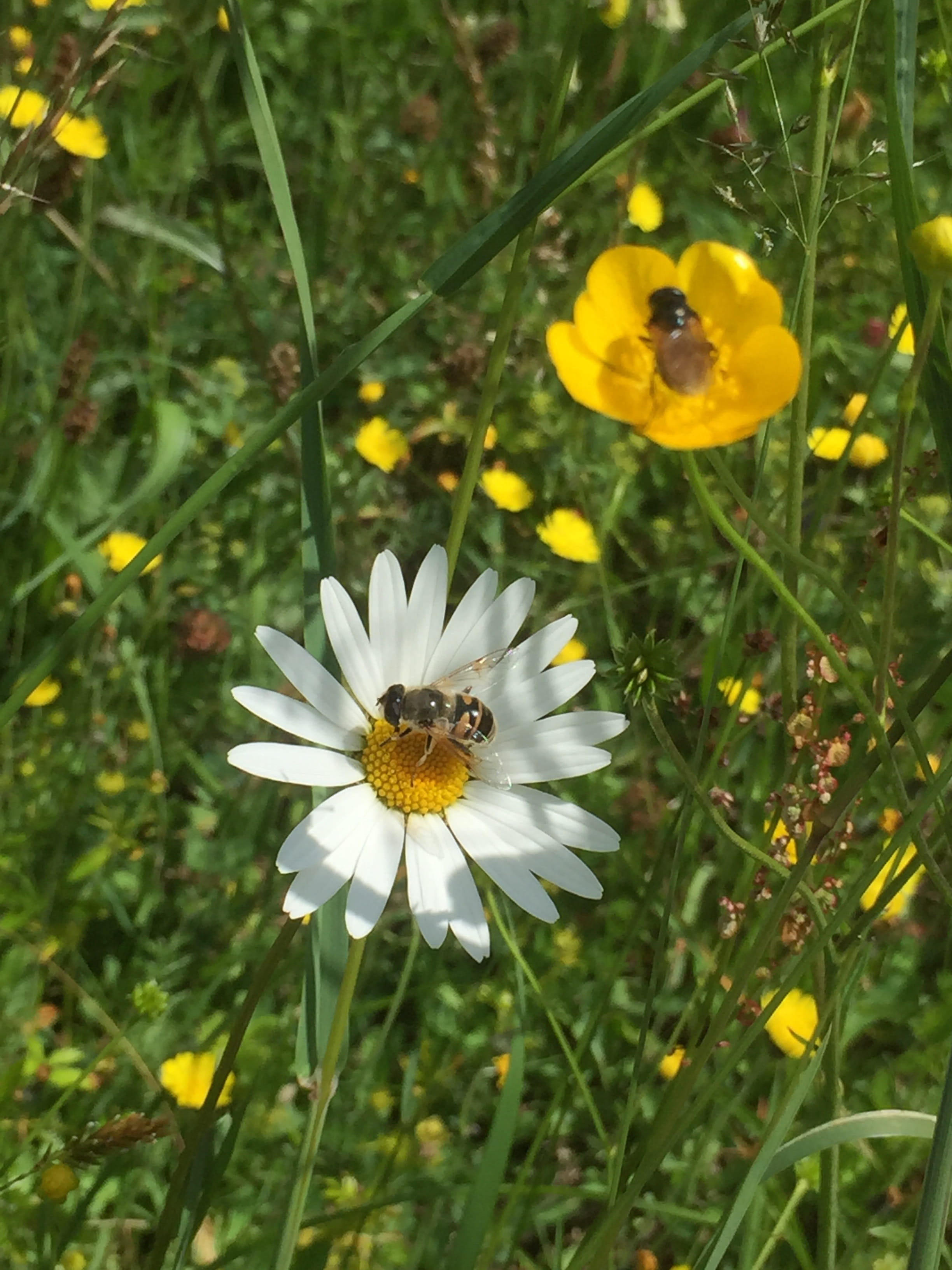 invertebrate, white color, sommer, vulnerability, flower, blumen, plant, field, petal, inflorescence, insects, 2K, beauty in nature, pollination, springtime, Phone HD Wallpaper