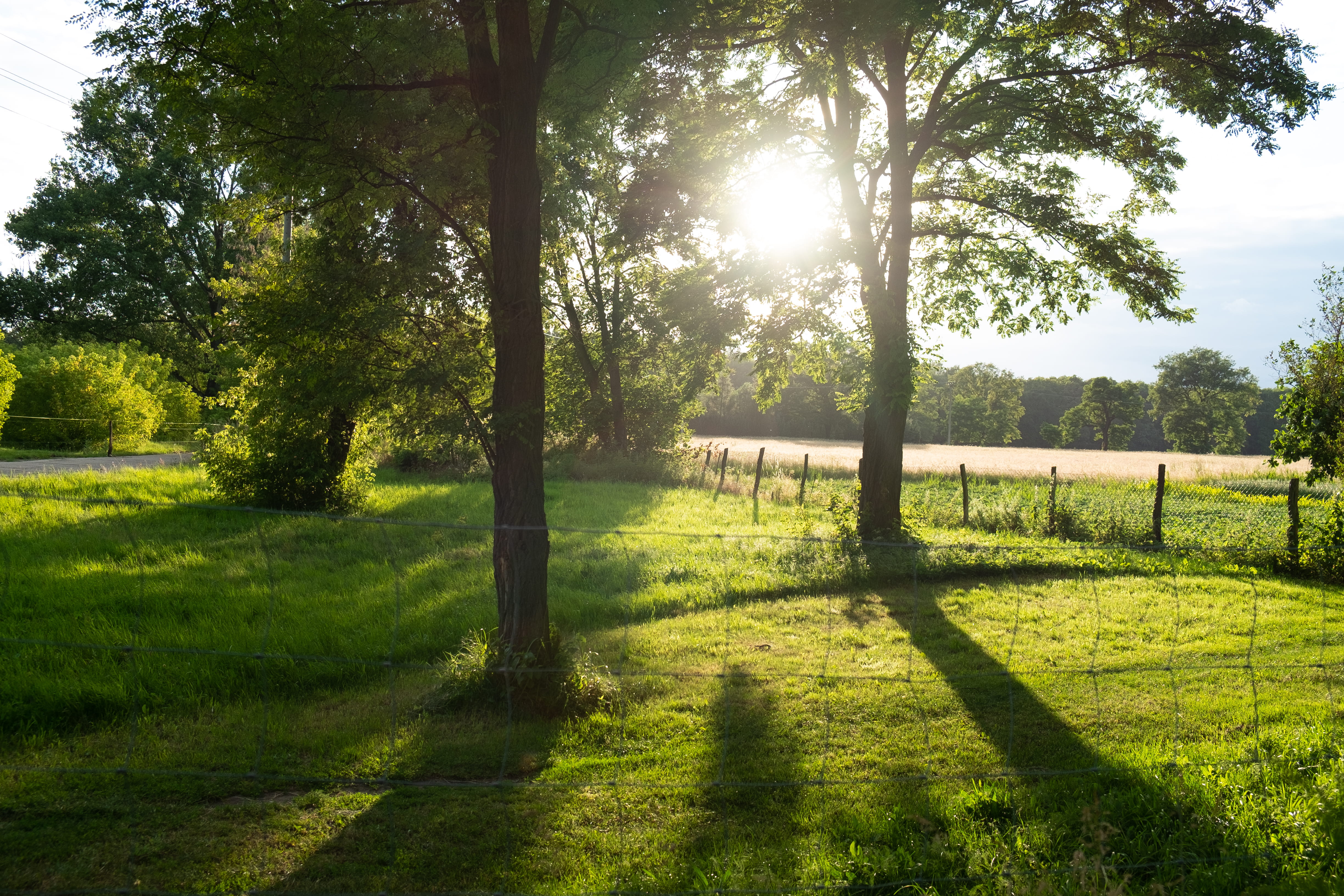 tranquil scene, land, sun, rural, shadow, landscape, sonne, plant, 4K, green color, countryside, tranquility, flare, wald, outdoors, grassland, field, HD Wallpaper