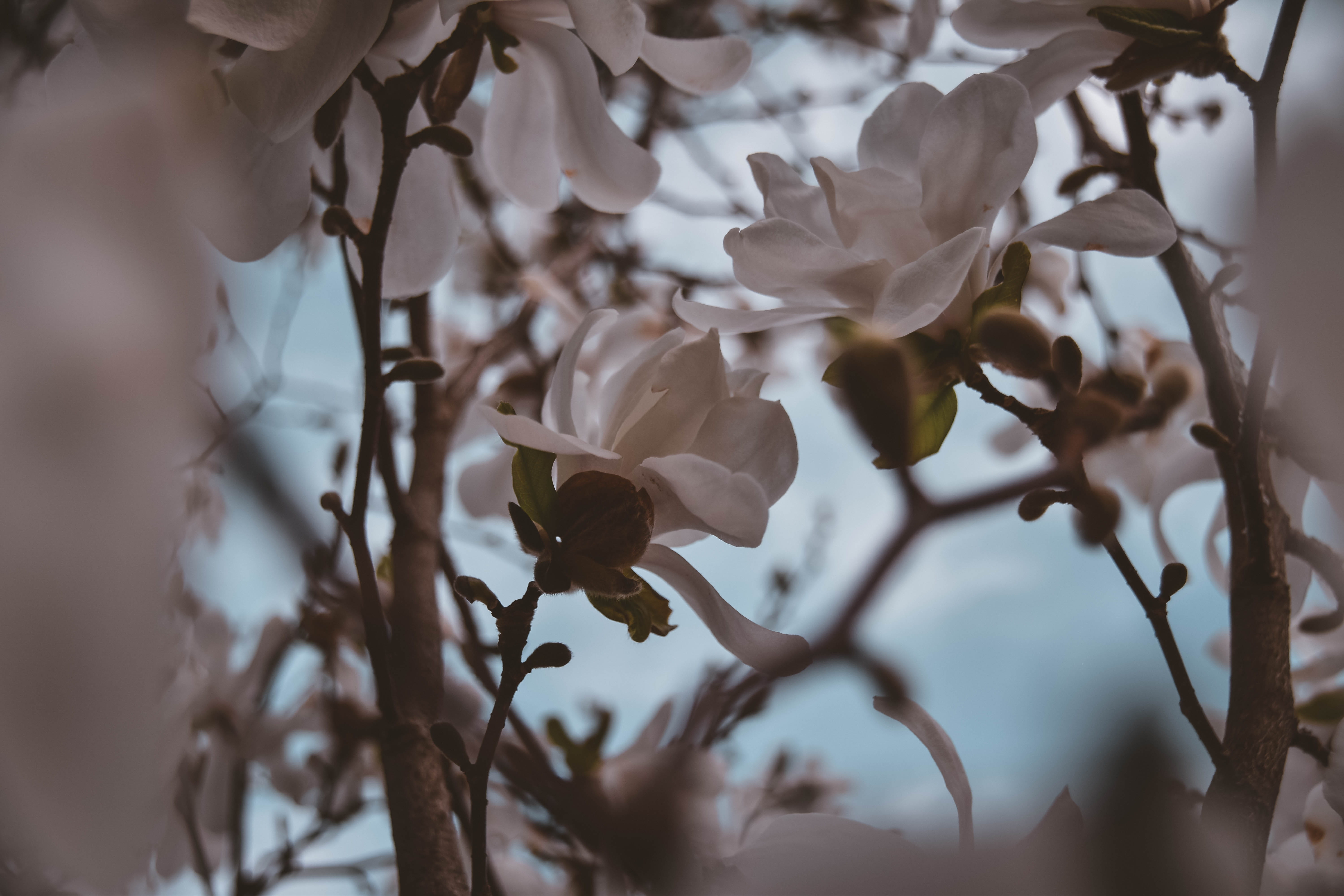 flowering plant, springtime, day, outdoors, 5K, inflorescence, sky, growth, twig, nikon, branches, pink, plant, selective focus, close-up, marco, nature, HD Wallpaper