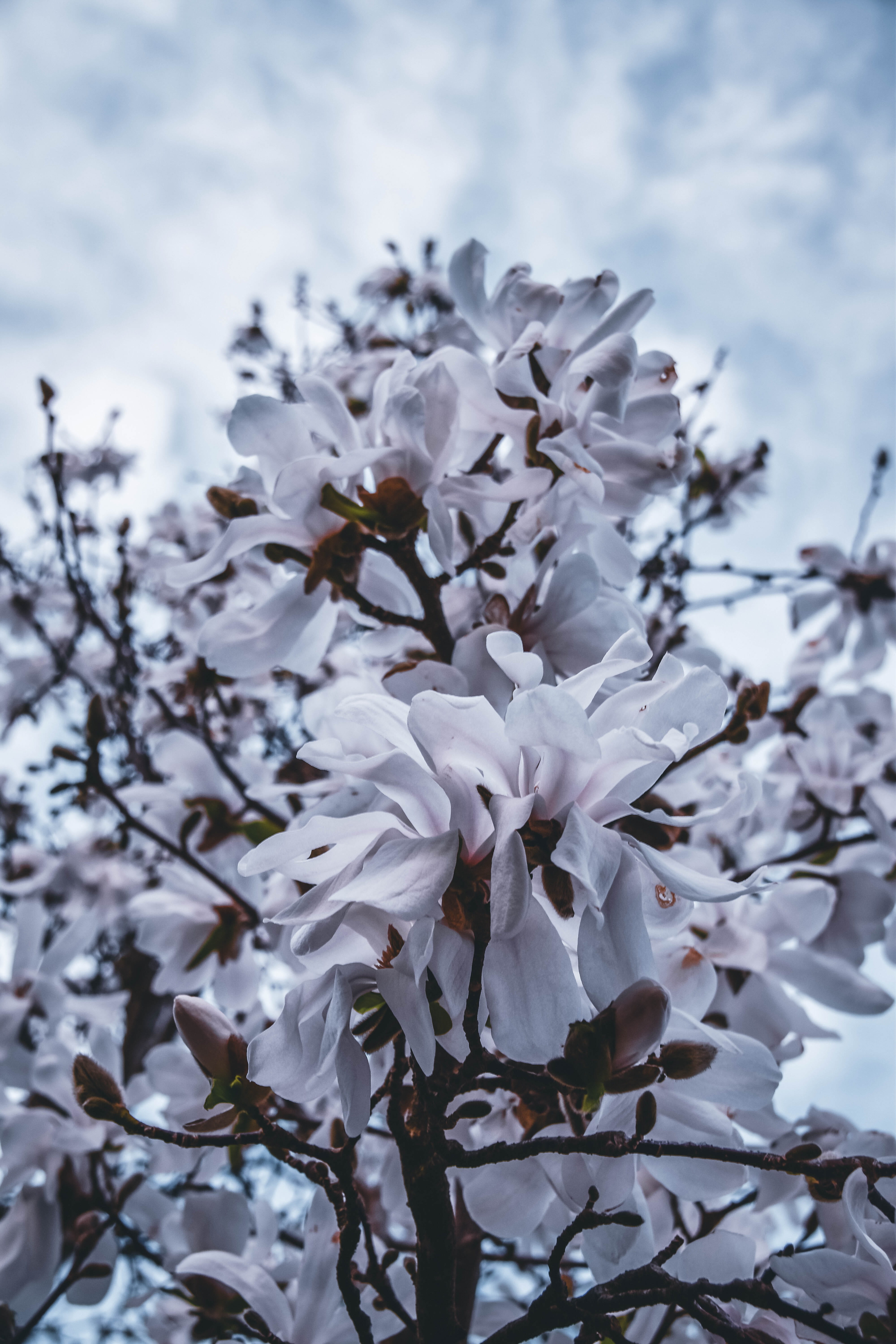 sky, 5K, no people, cherry tree, bloom, flower, hot, branches, fragility, nikon, bunch of flowers, beauty in nature, pollen, clouds, outdoors, austria, Phone HD Wallpaper
