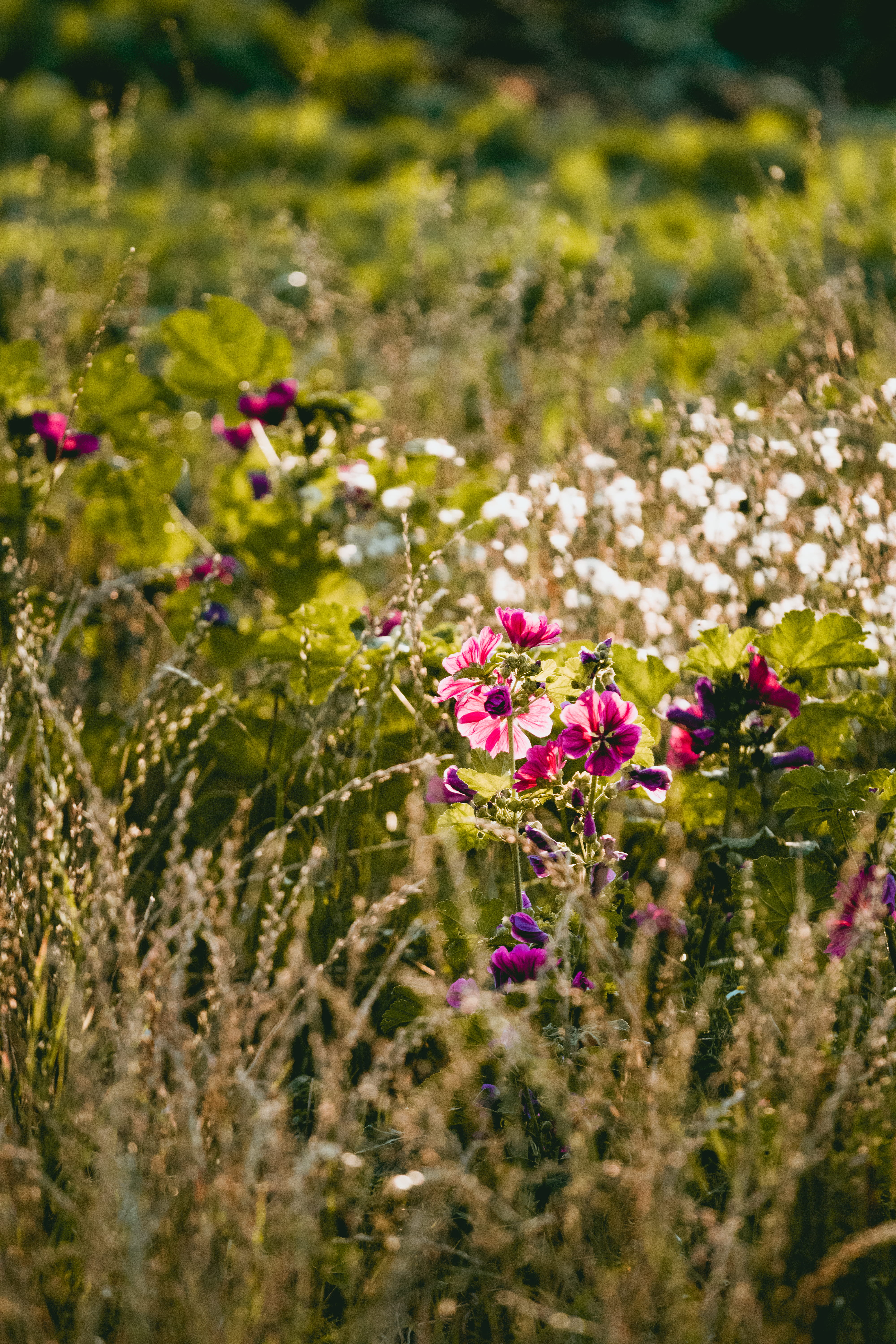 grass, seeds, no people, meadow, blossom, leaves, purple, land, fall, growth, flowering plant, freshness, field, plant, day, flower head, 5K, pink color, Phone HD Wallpaper
