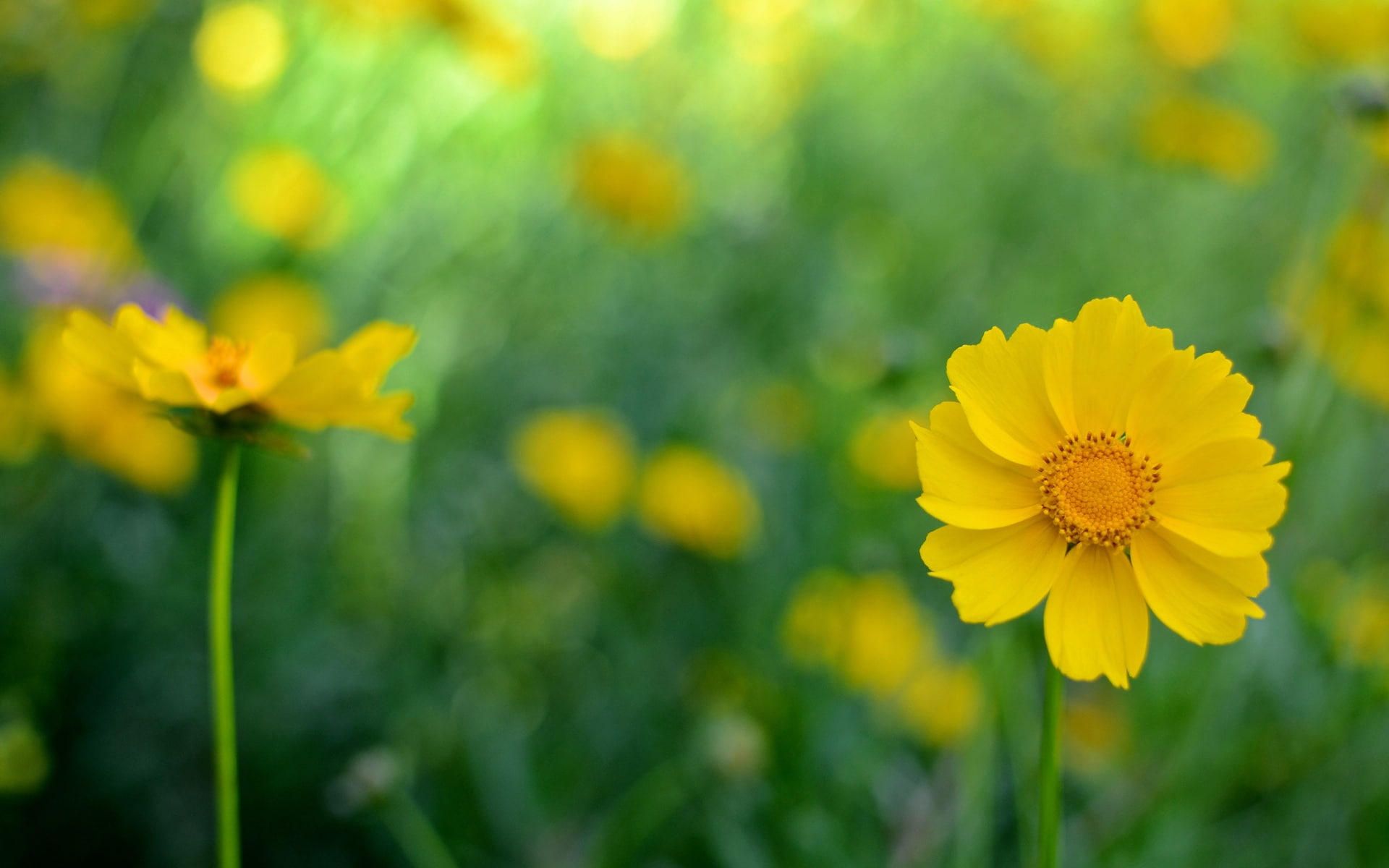 1080P, Background, Flowers, Blur, Yellow, Kosmeya, HD Wallpaper