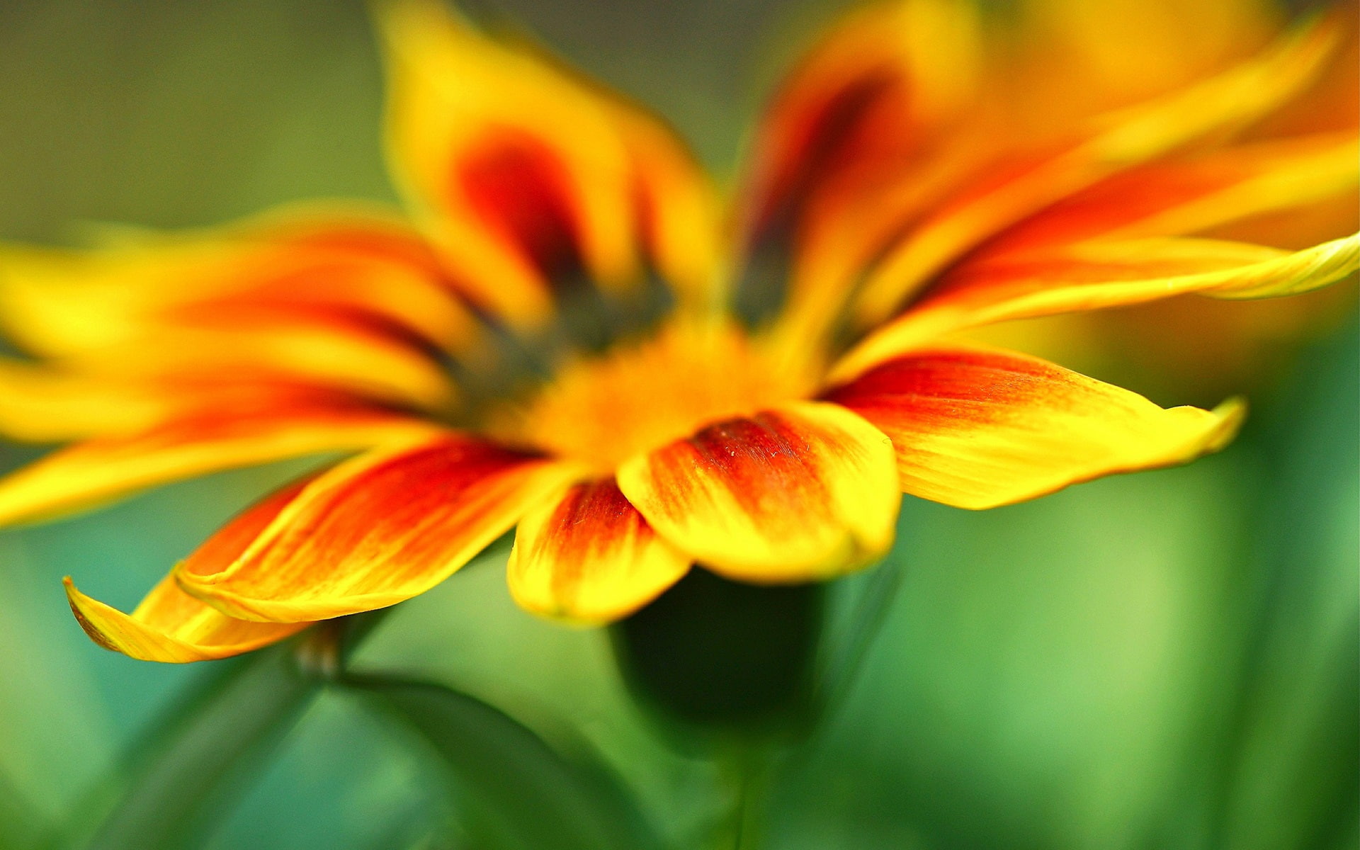 Flower, Green, Yellow, Orange, Blur, 1080P, Macro, Background, Petals, HD Wallpaper