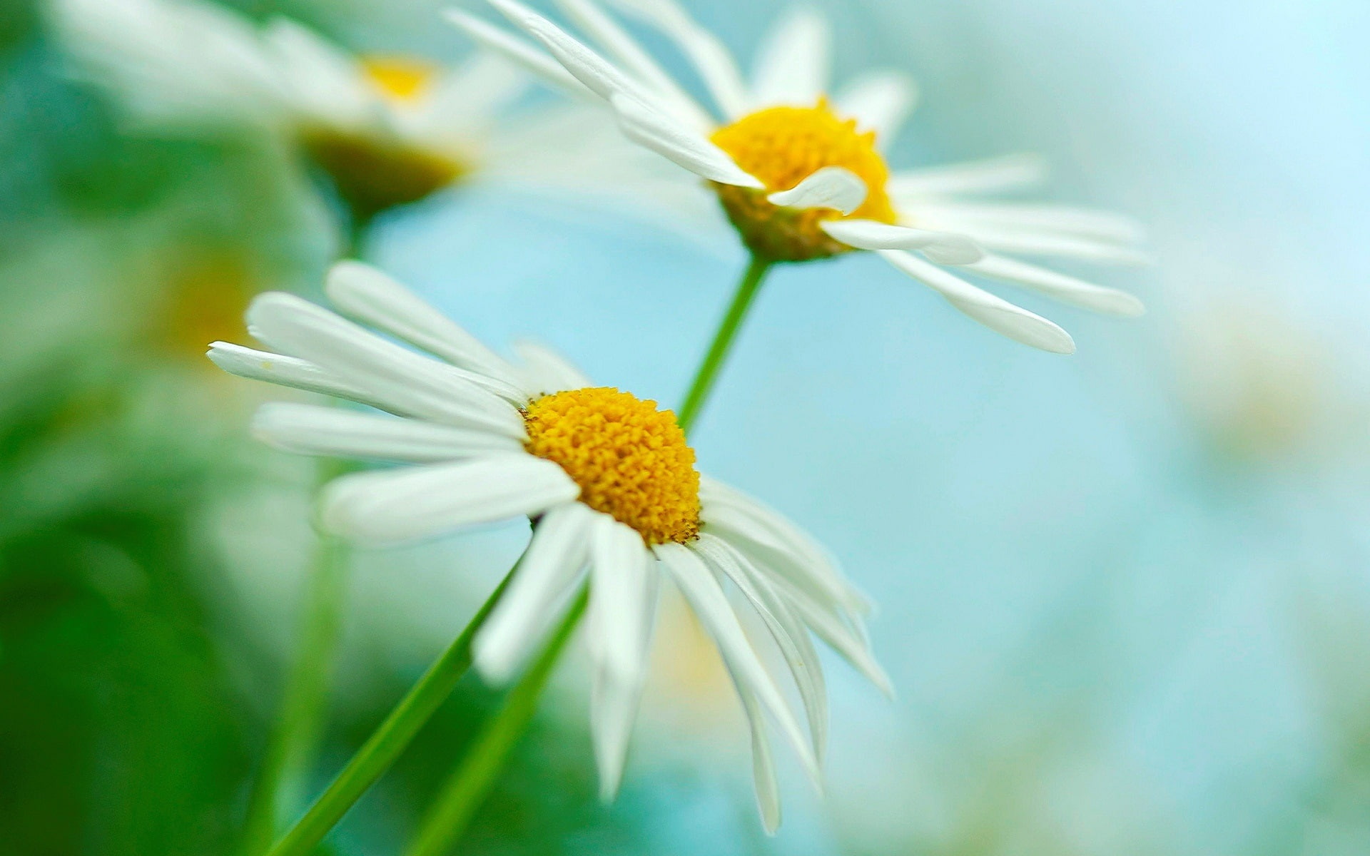 White, Blur, 1080P, Background, Two, Green, Flowers, Daisies, HD Wallpaper